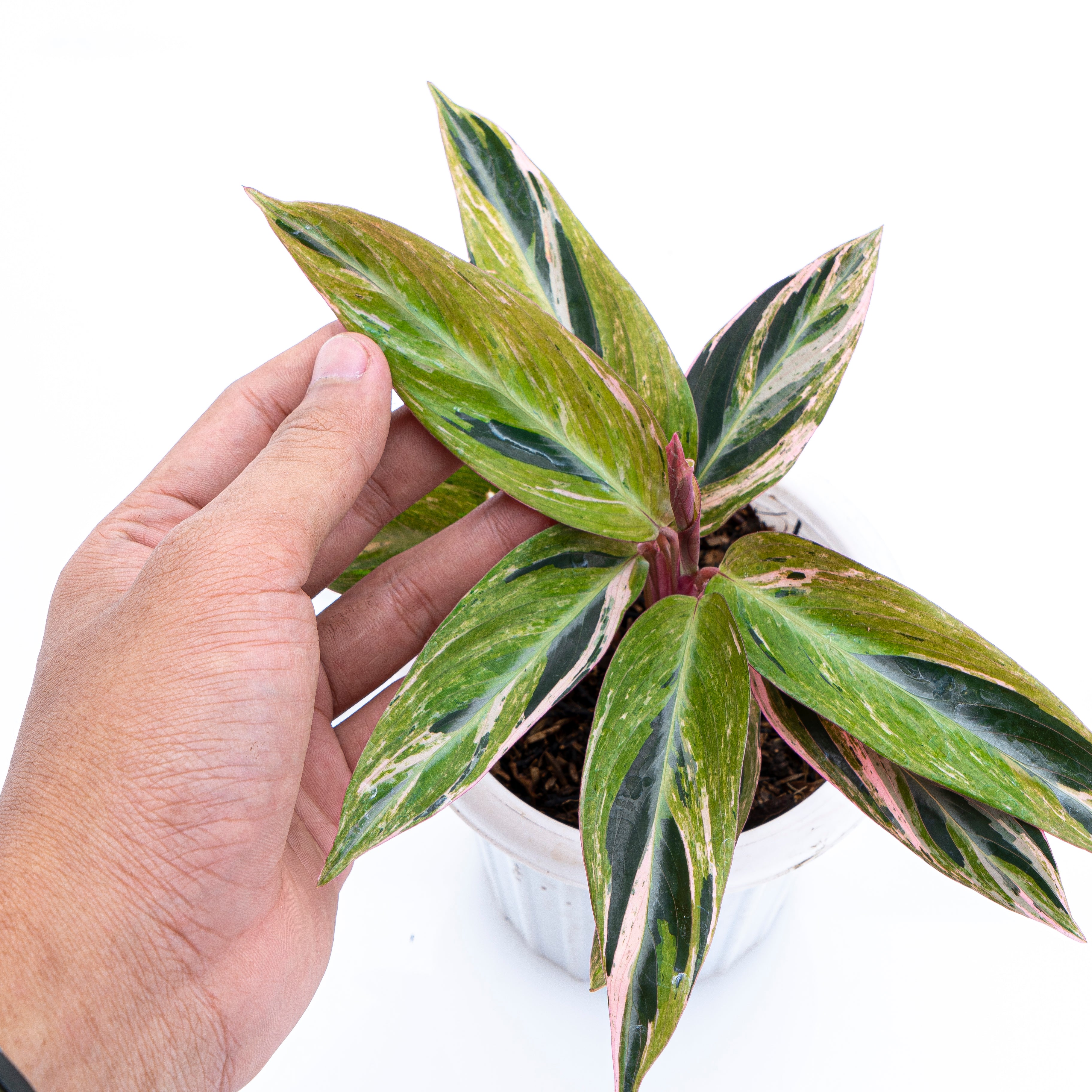 Calathea Magicstar Variegated