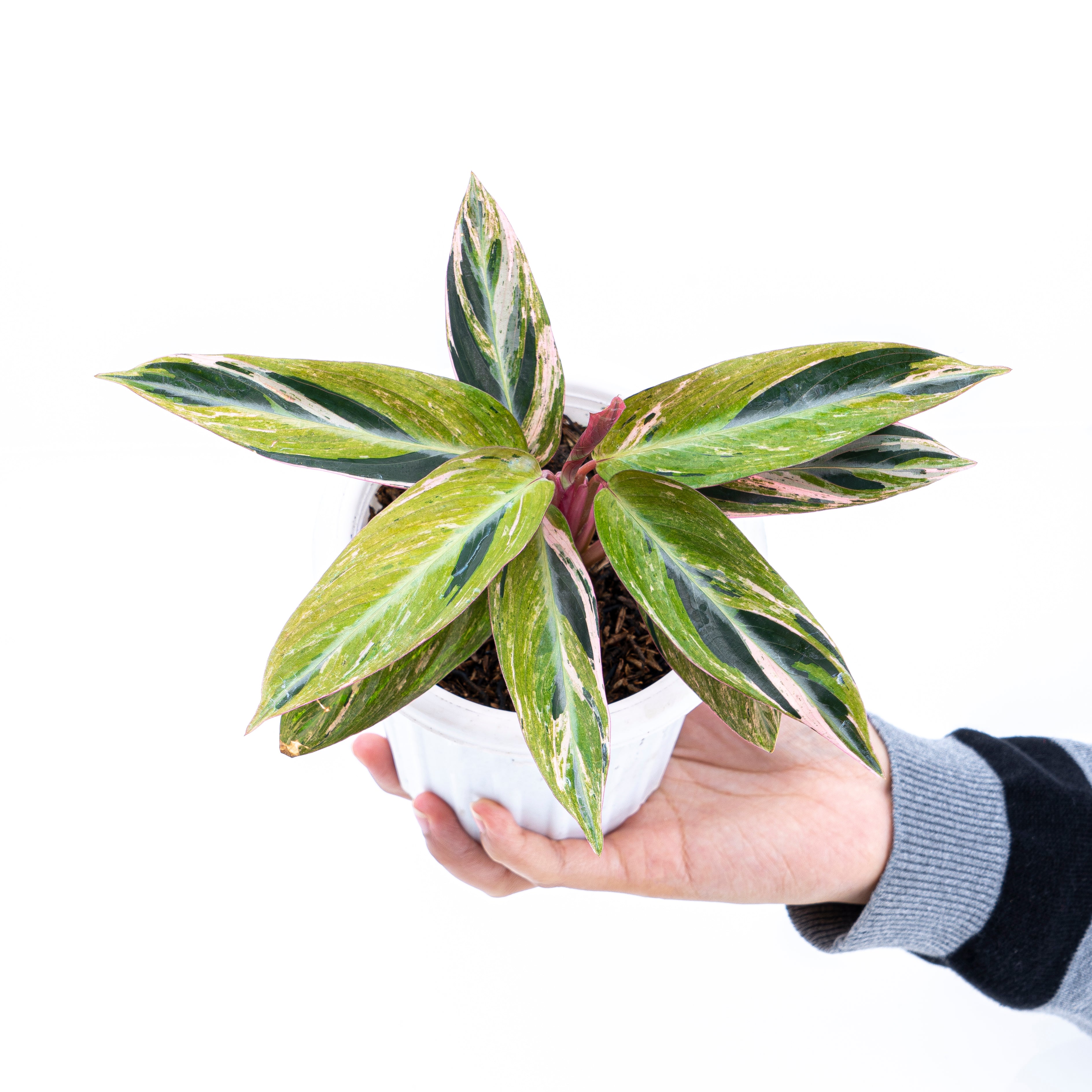 Calathea Magicstar Variegated