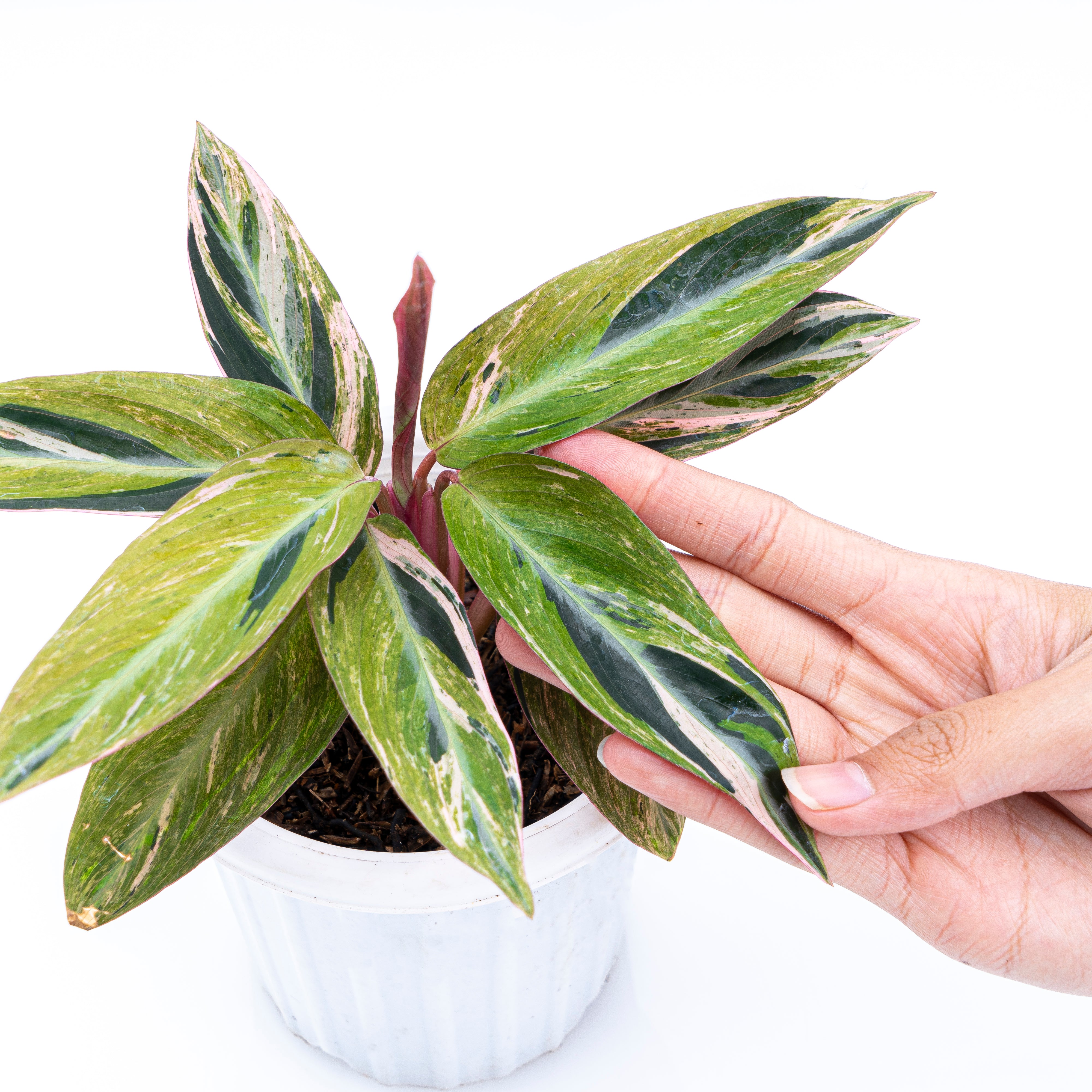 Calathea Magicstar Variegated