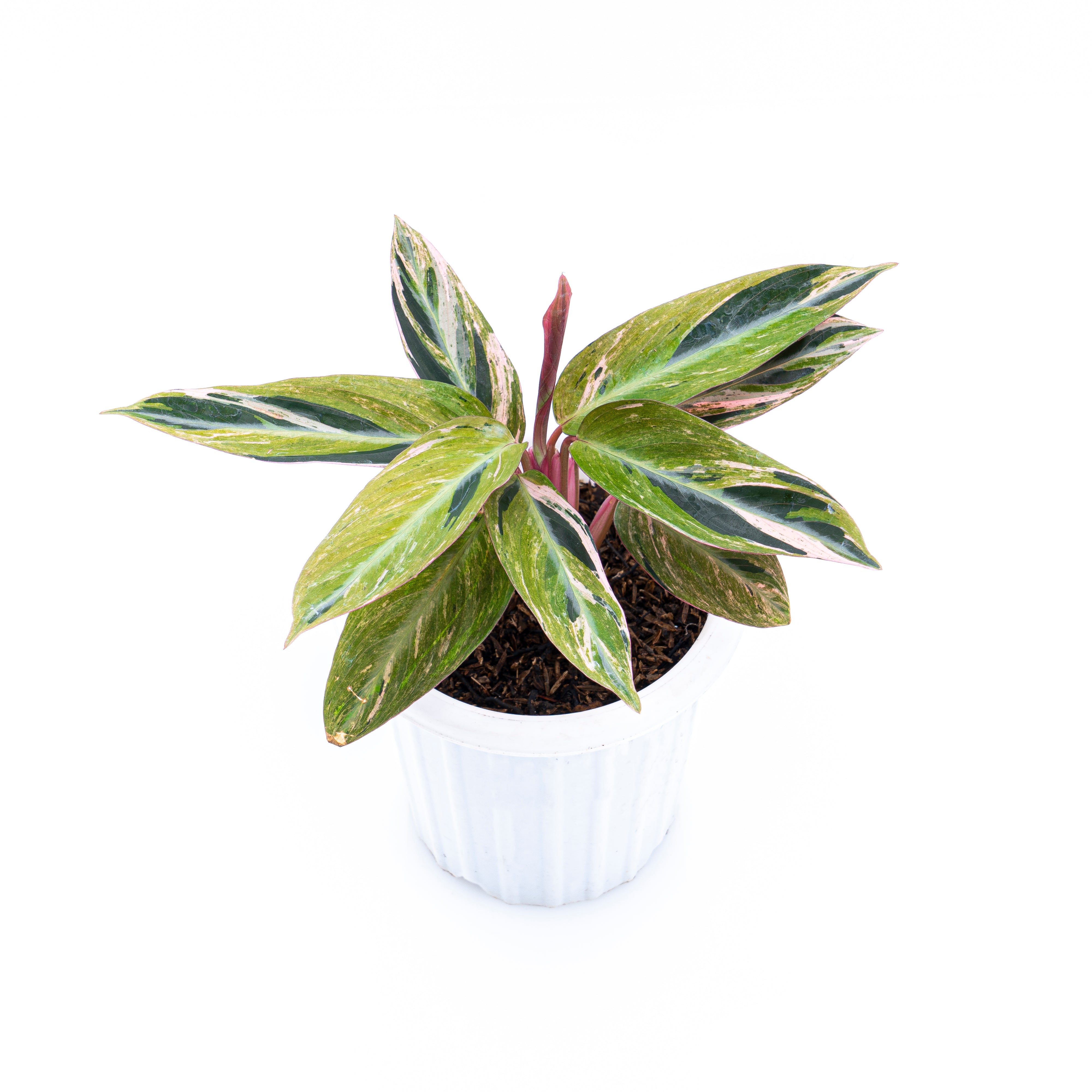 Calathea Magicstar Variegated
