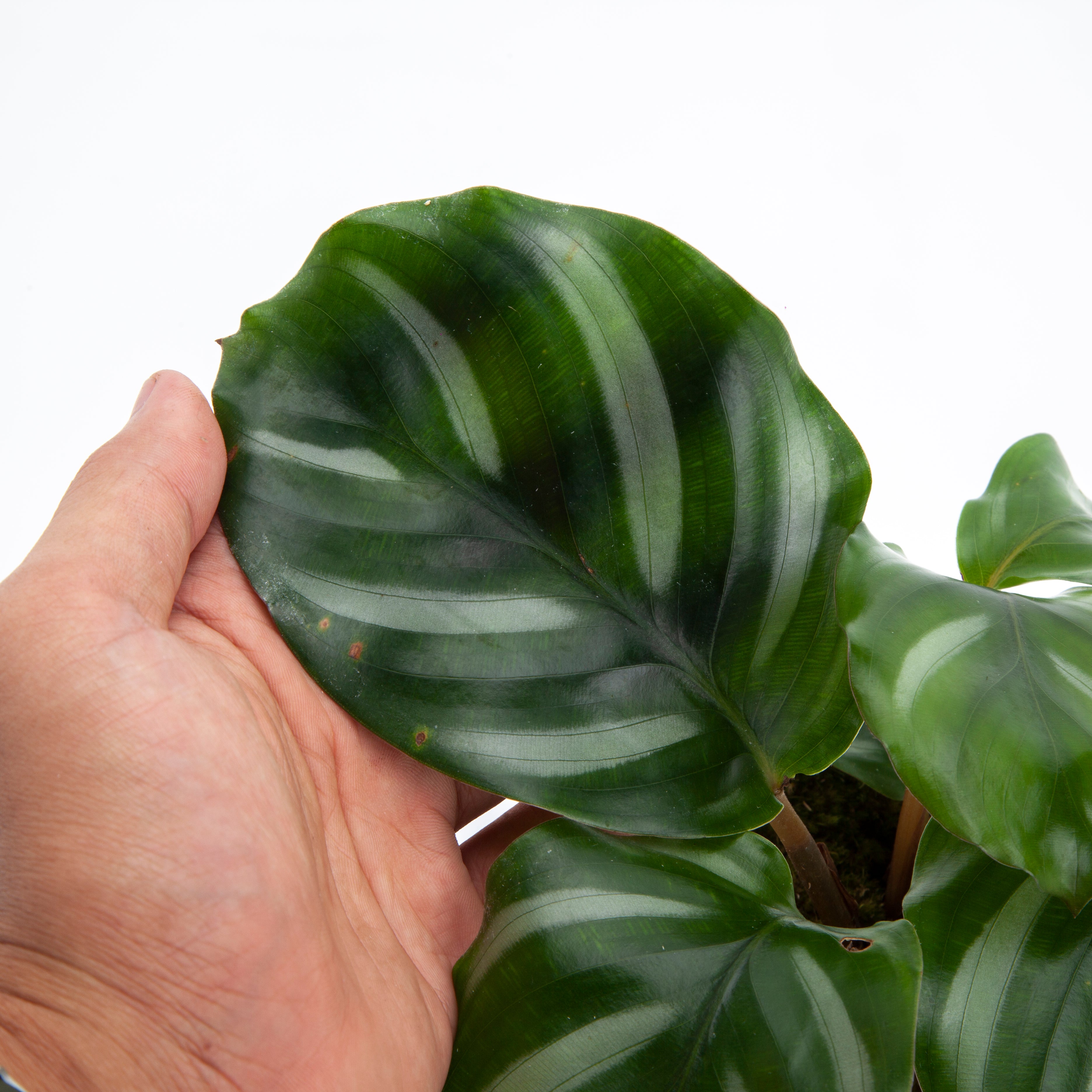 Calathea Fasciata