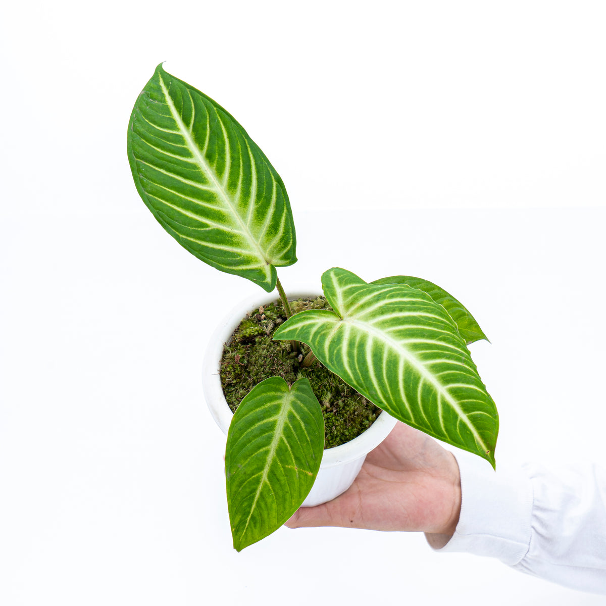Caladium Lindenii - Xanthosoma