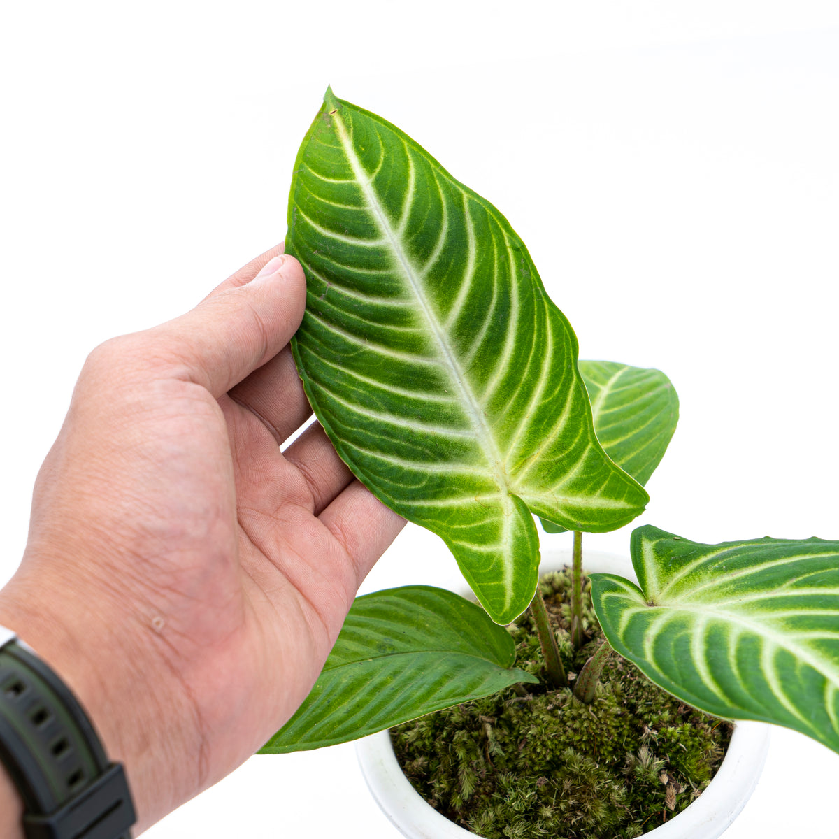 Caladium Lindenii - Xanthosoma