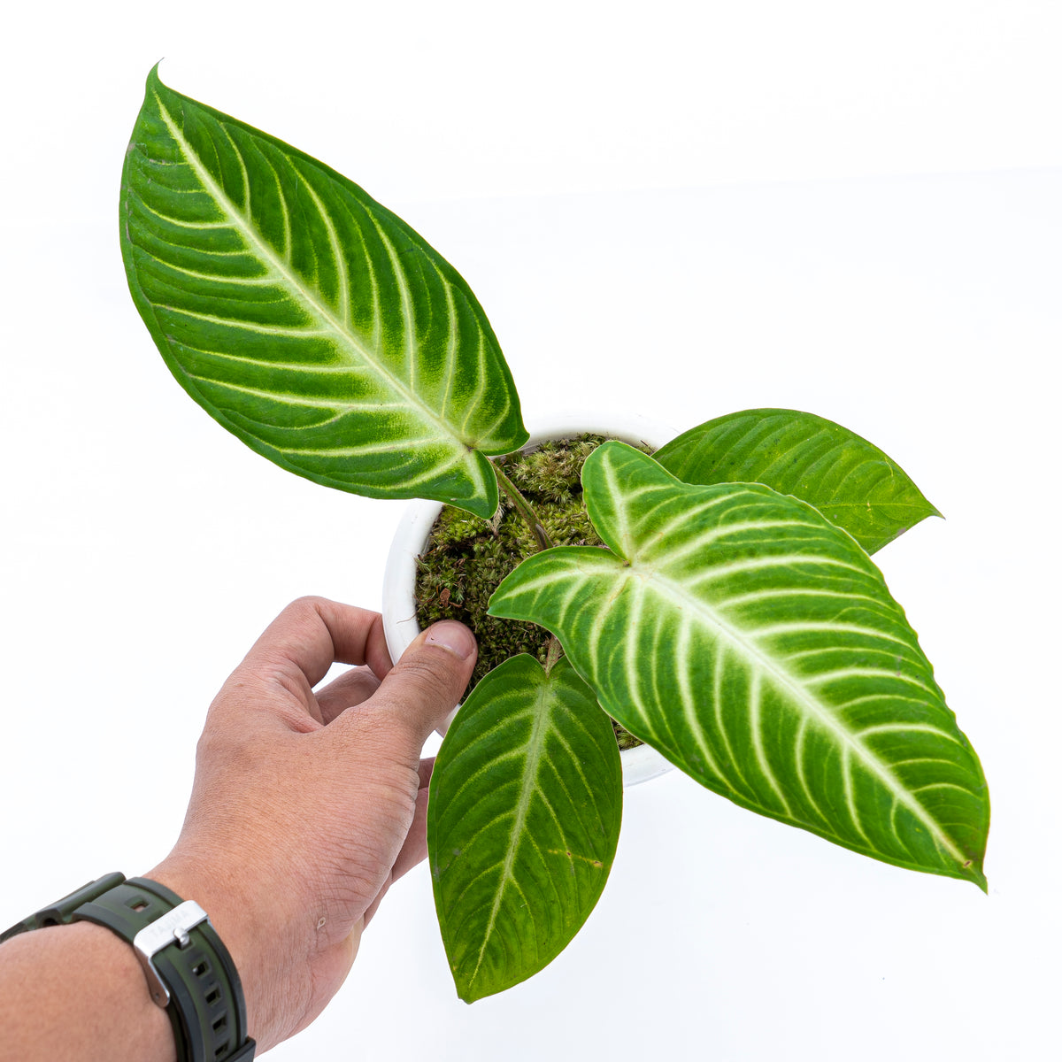 Caladium Lindenii - Xanthosoma