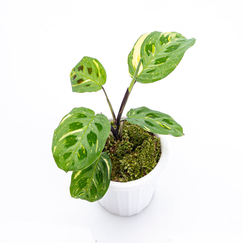 Calathea Butterfly Variegated
