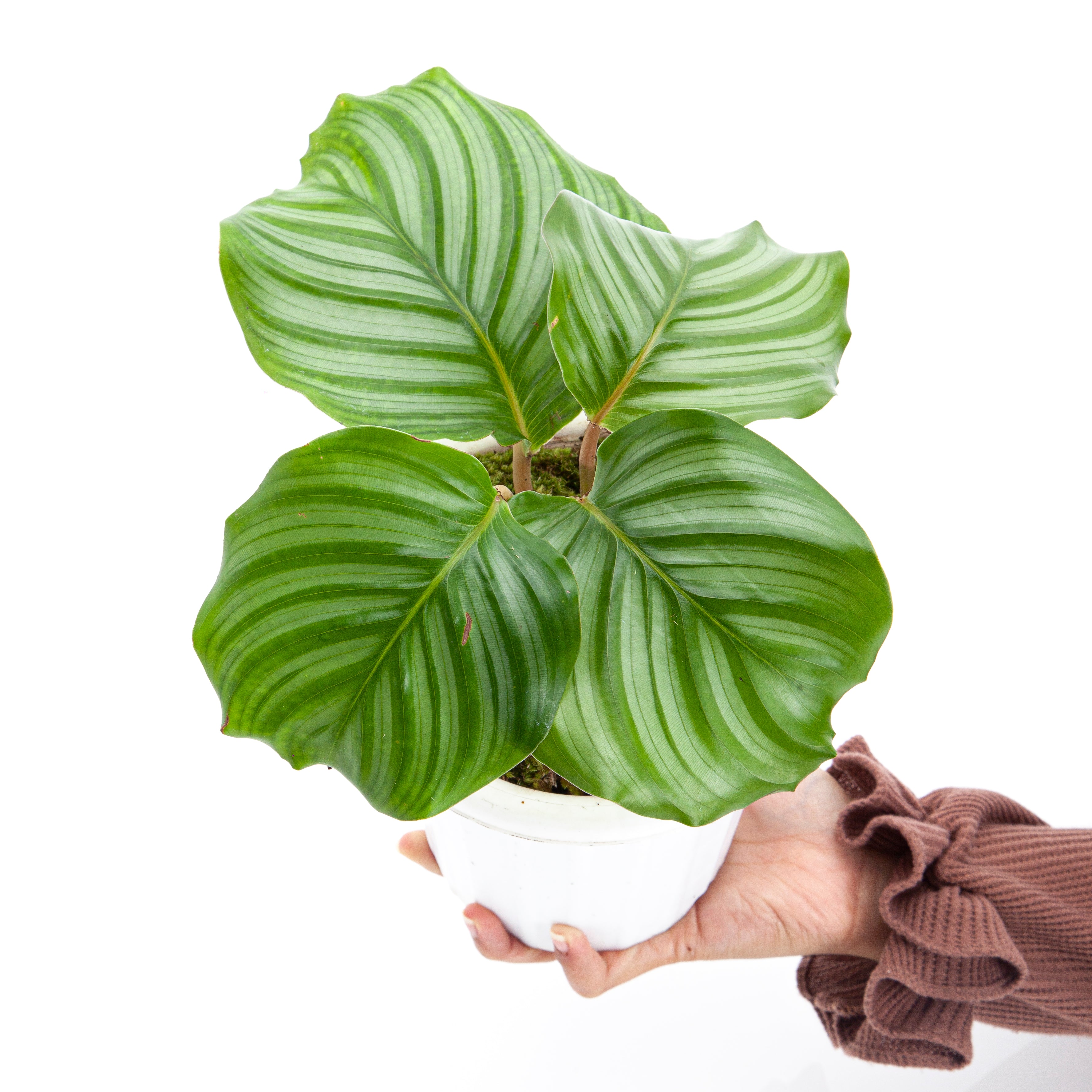 Calathea Orbifolia
