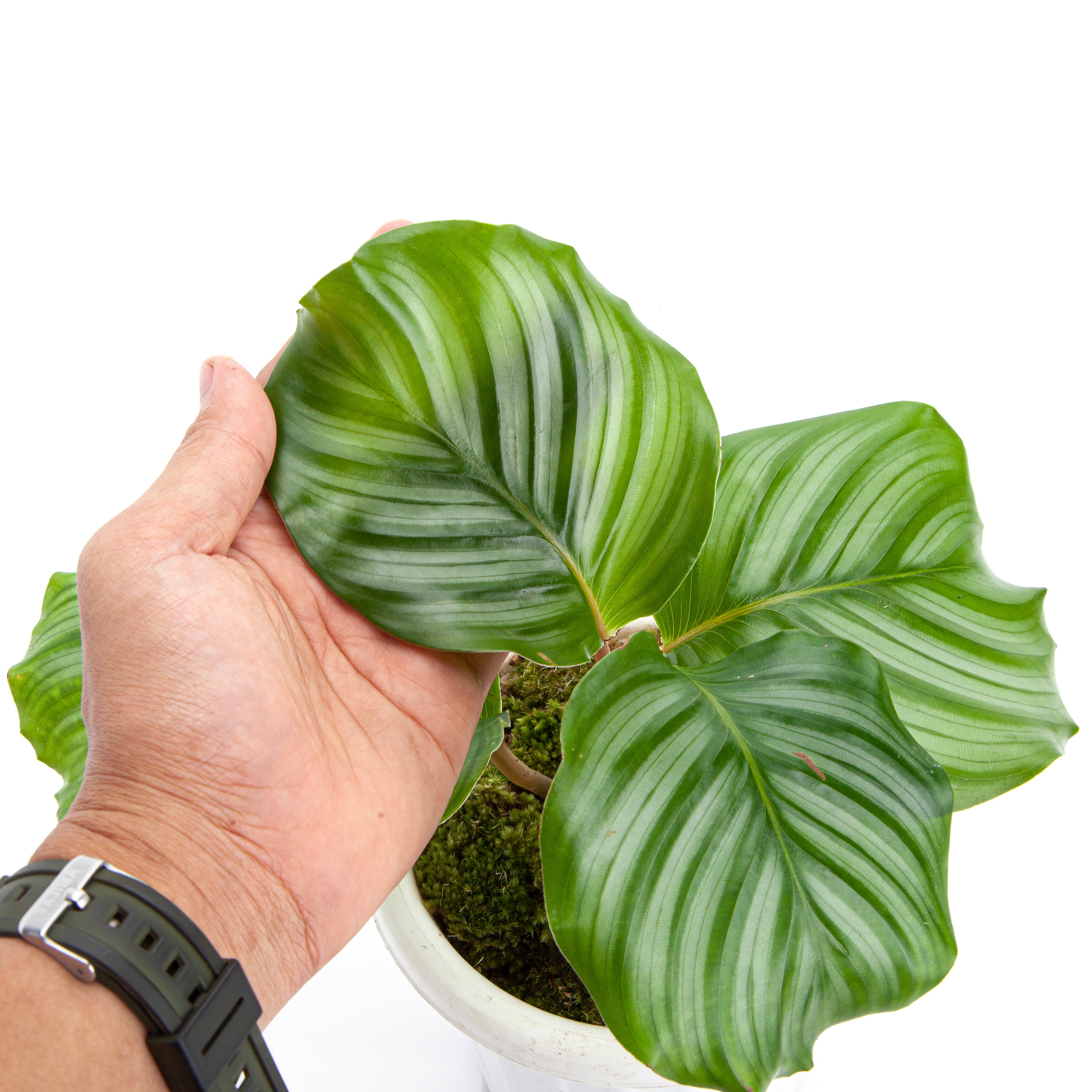 Calathea Orbifolia