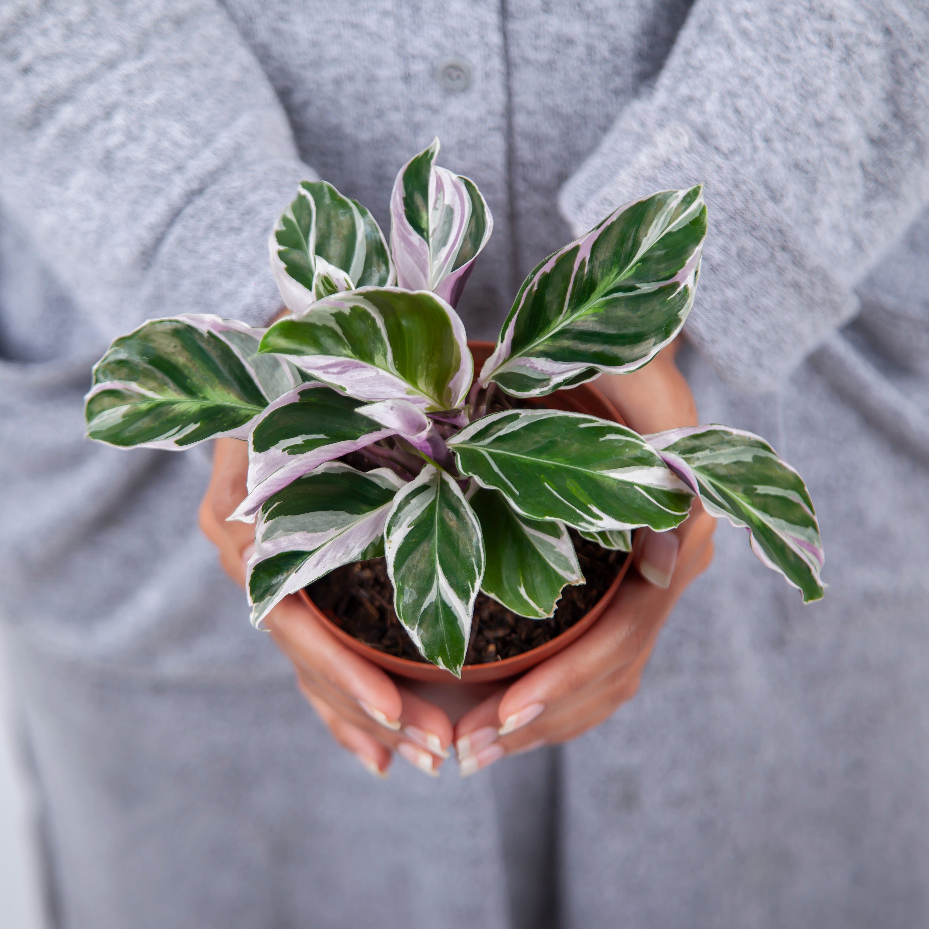 Calathea White Fusion