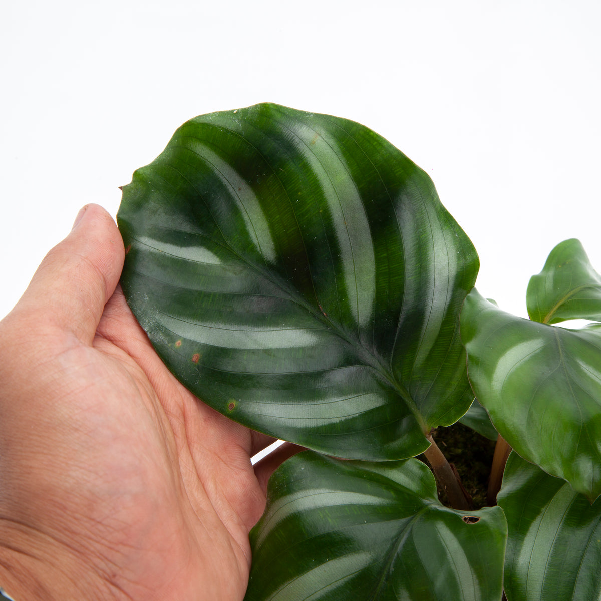 Calathea Fasciata