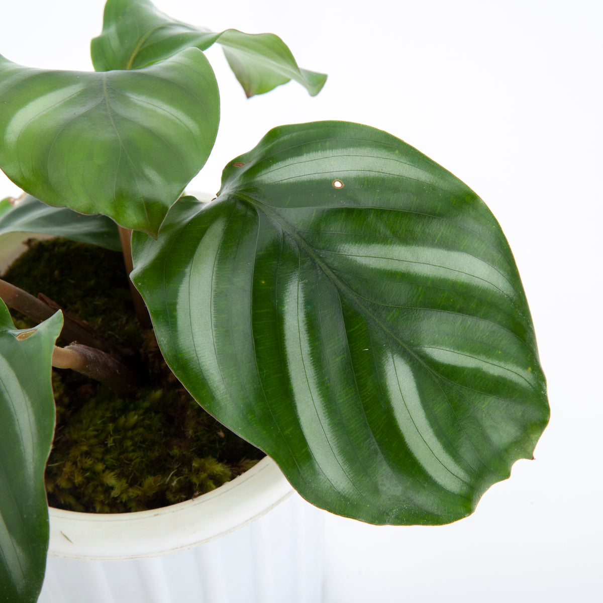 Calathea Fasciata