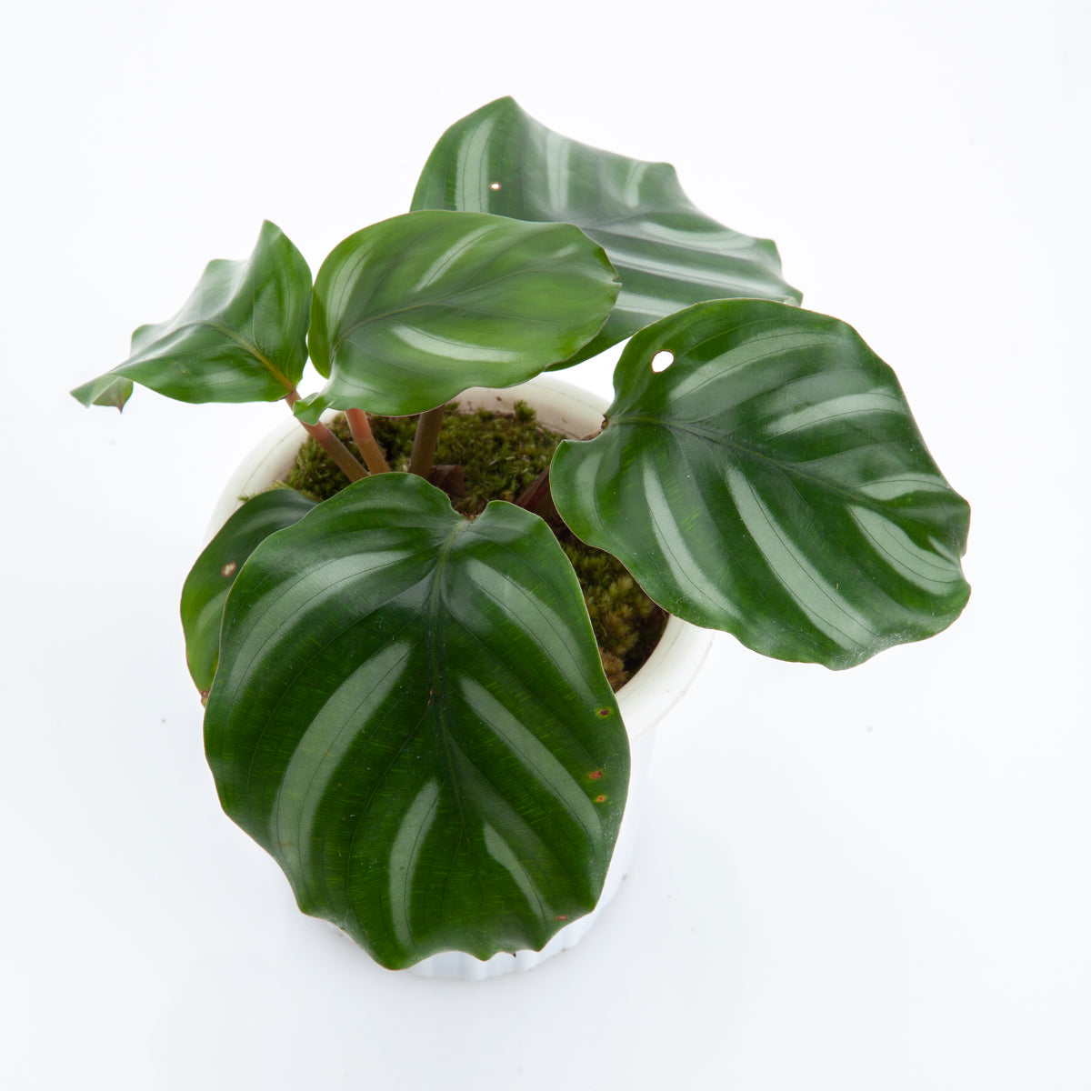 Calathea Fasciata