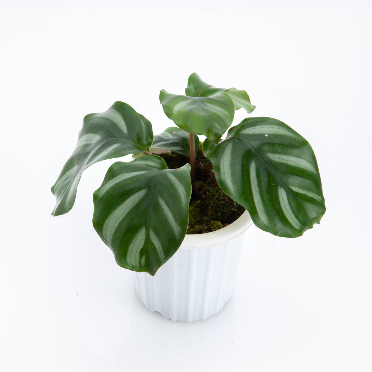 Calathea Fasciata