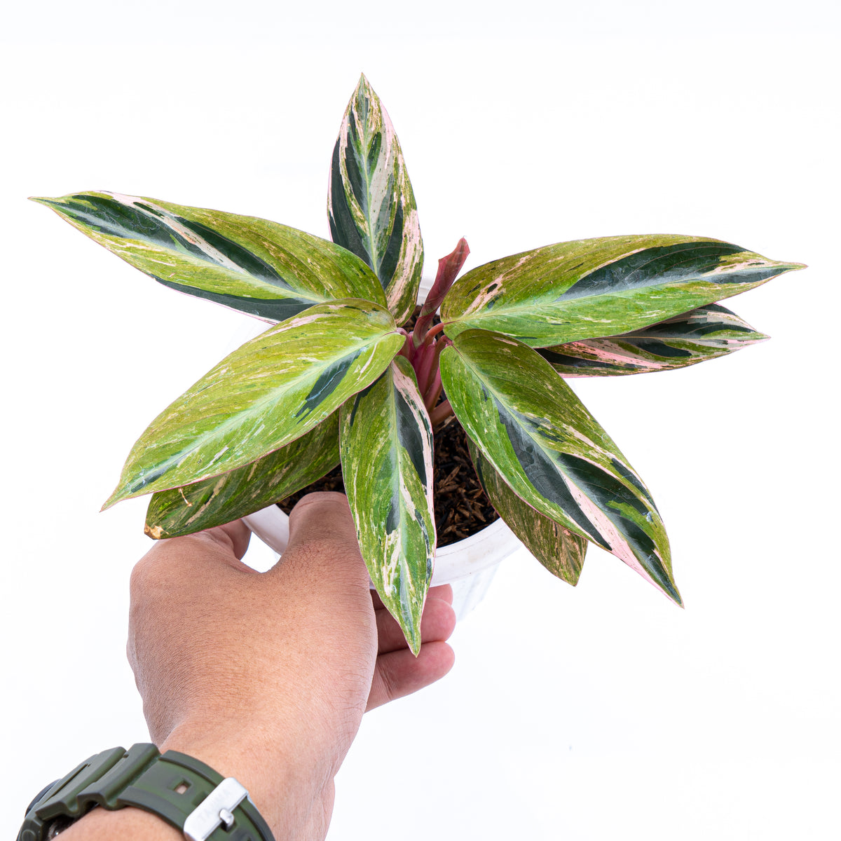 Calathea Magicstar Variegated