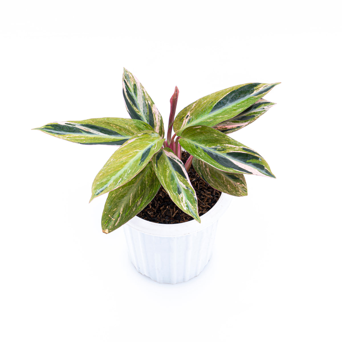 Calathea Magicstar Variegated