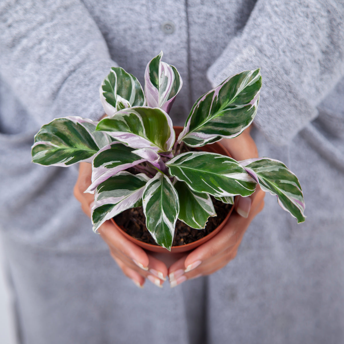 Calathea White Fusion