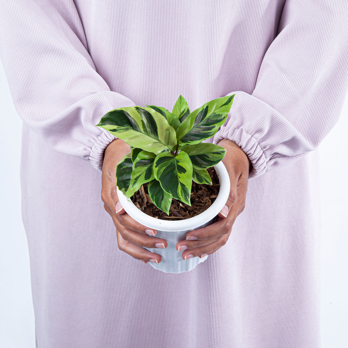 Calathea Yellow Fusion
