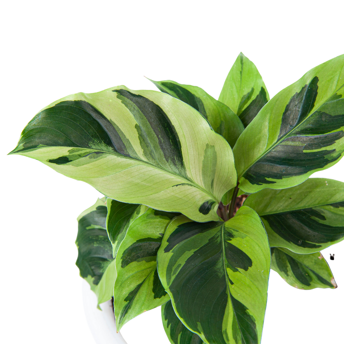 Calathea Yellow Fusion