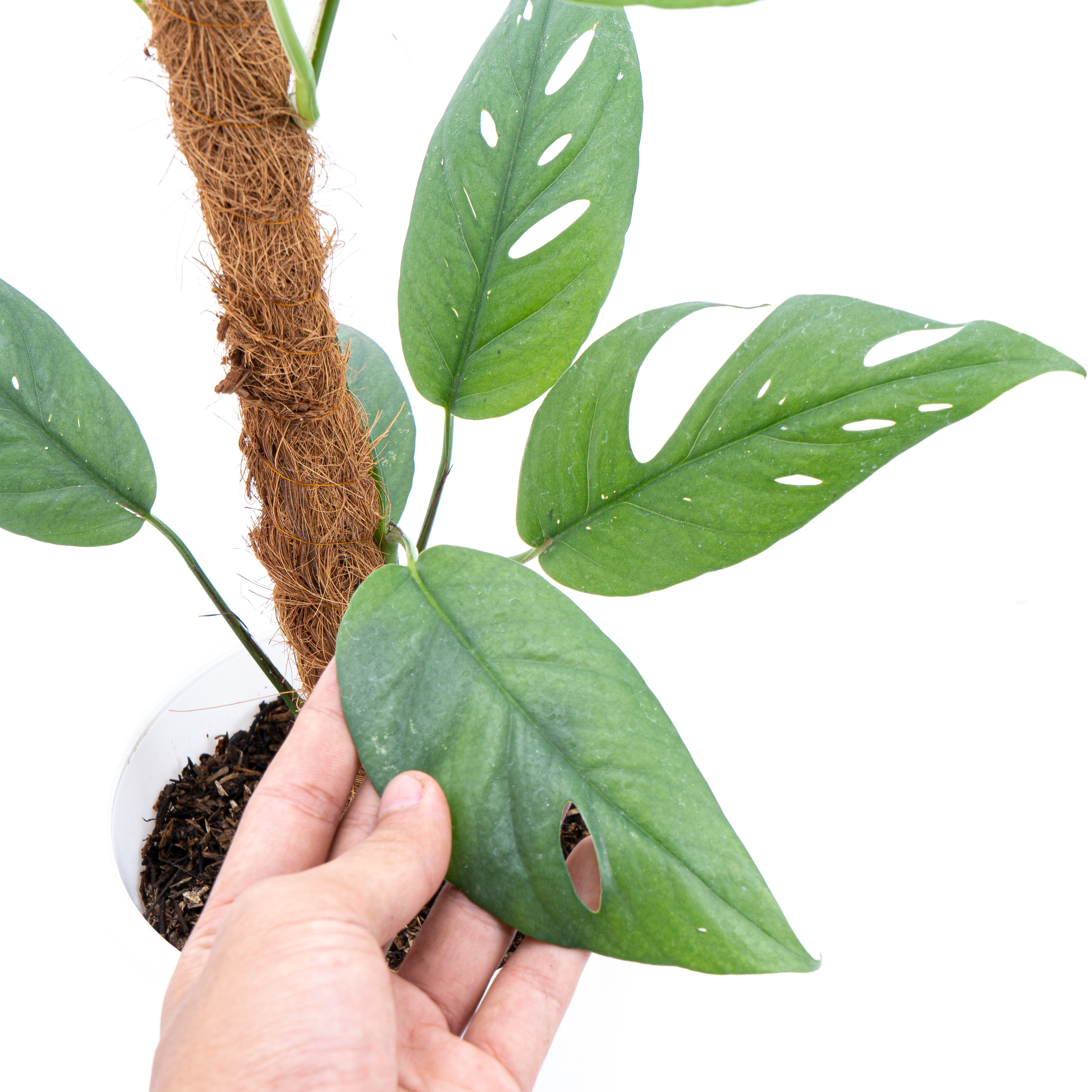Epipremnum Pinnatum Cebu Blue - Mature size