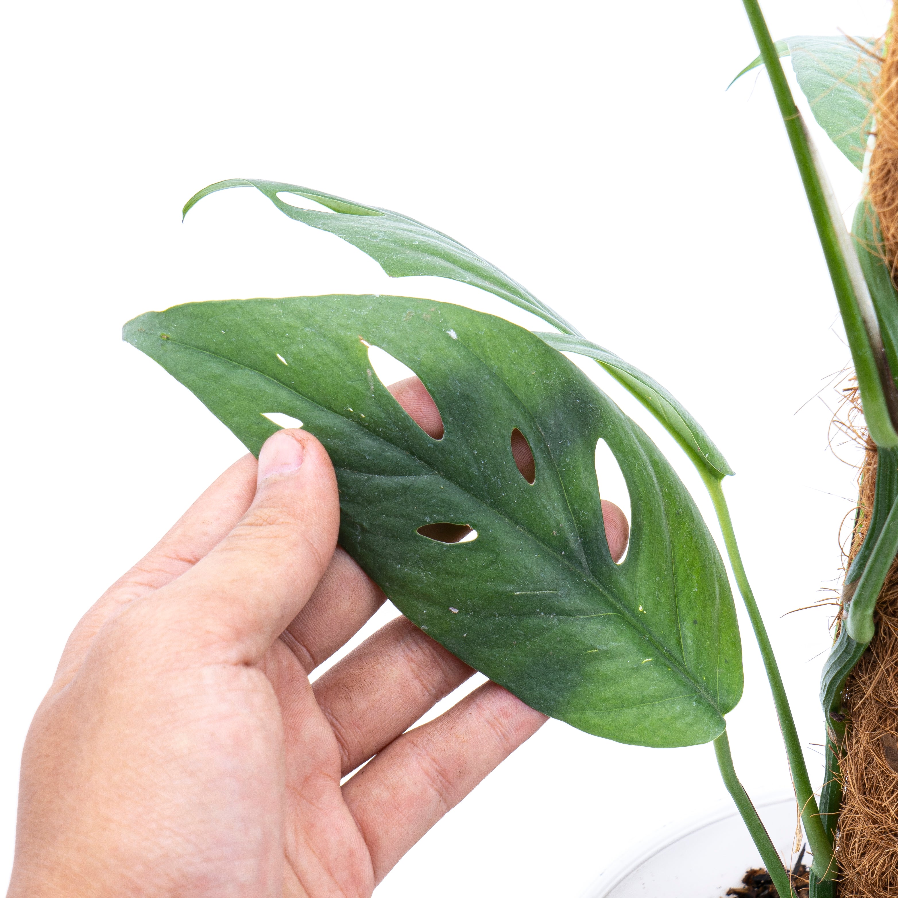 Epipremnum Pinnatum Cebu Blue - Mature size