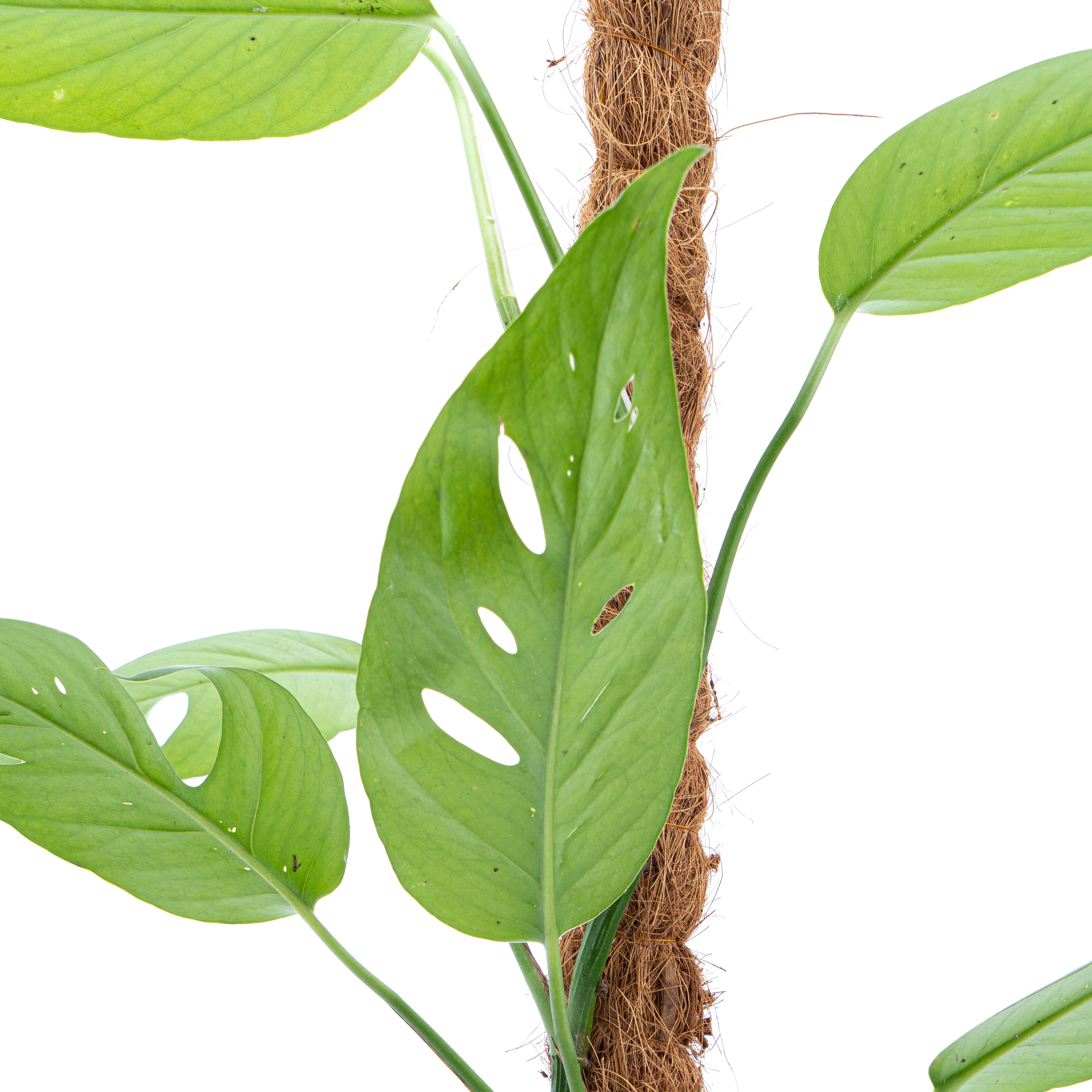 Epipremnum Pinnatum Cebu Blue - Mature size