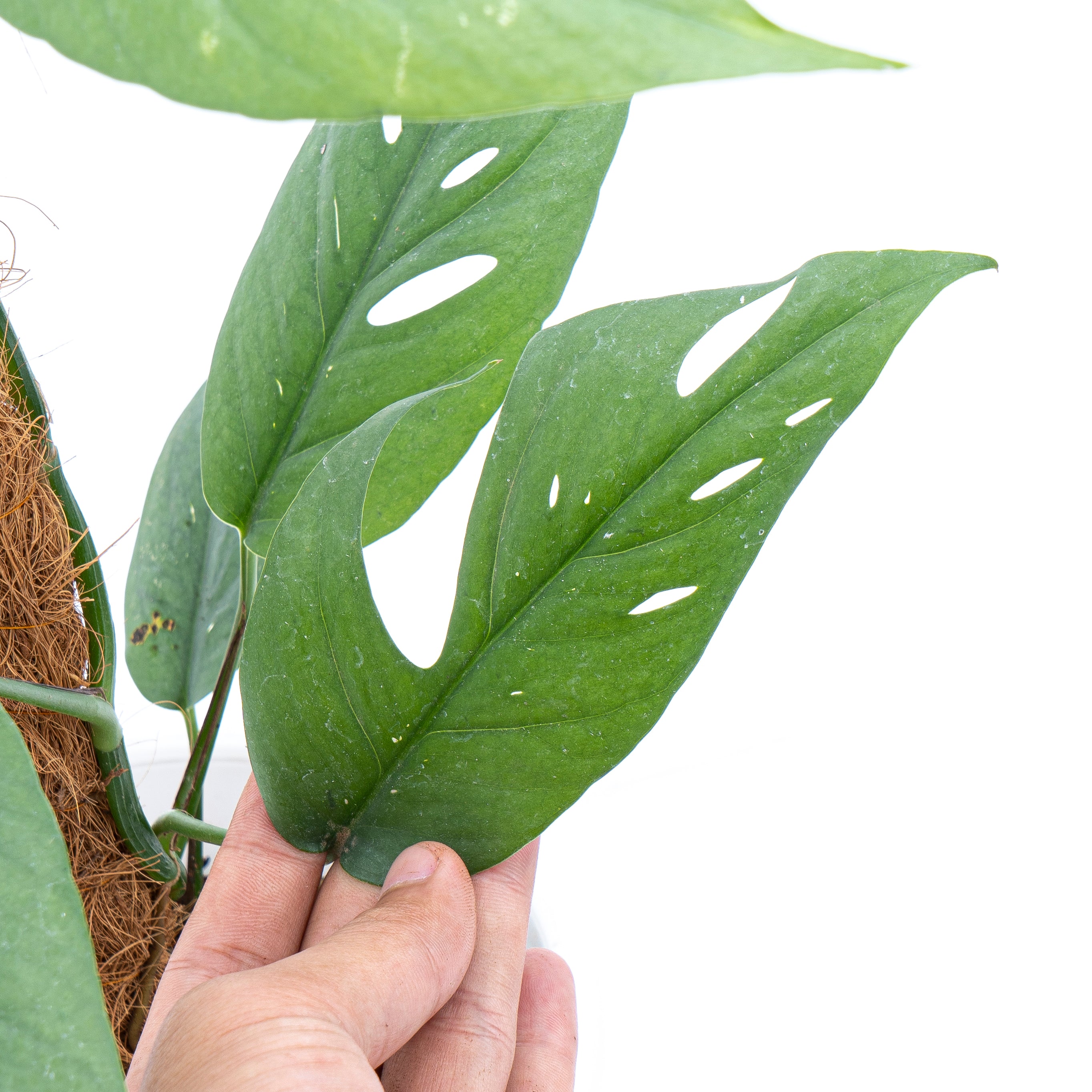 Epipremnum Pinnatum Cebu Blue - Mature size