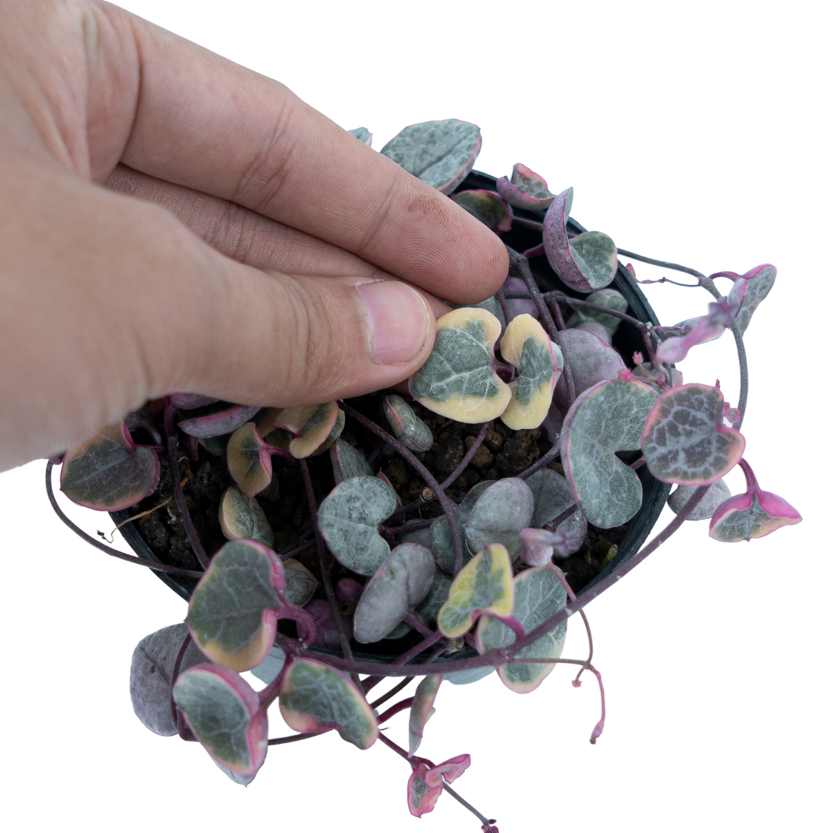 String of Heart Variegated