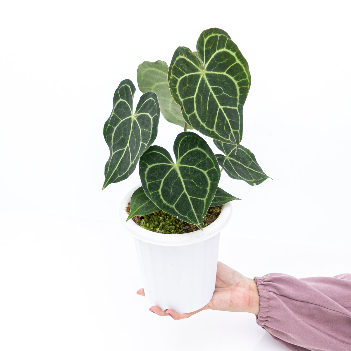Anthurium Clarinervium, 12Cm Pot Size, 30Cm Tall, Clarinervium Anthurium, Indoor Houseplant