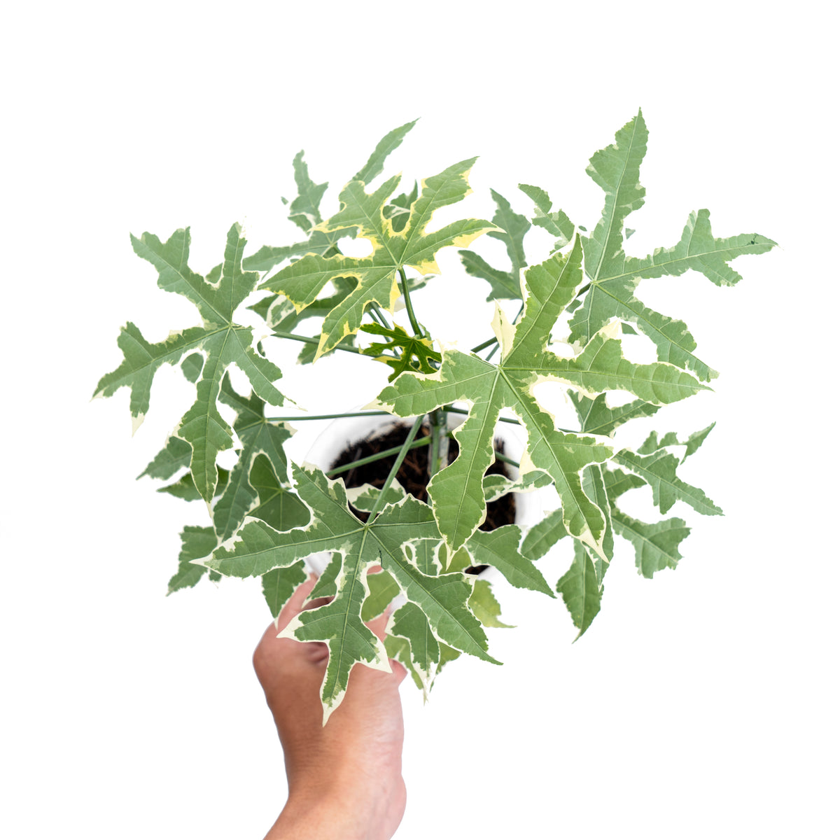 Cnidoscolus Aconitifolius Variegated