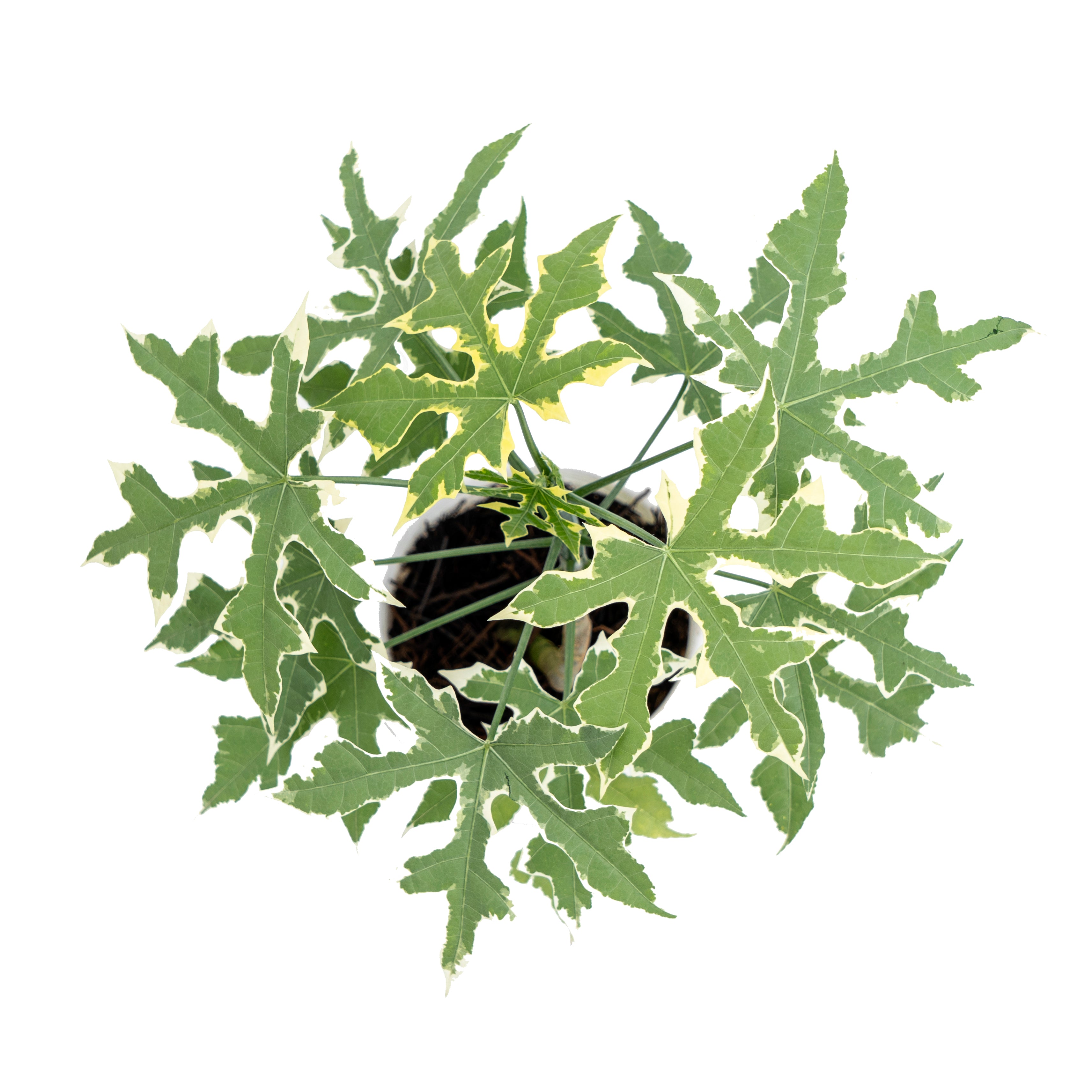 Cnidoscolus Aconitifolius Variegated