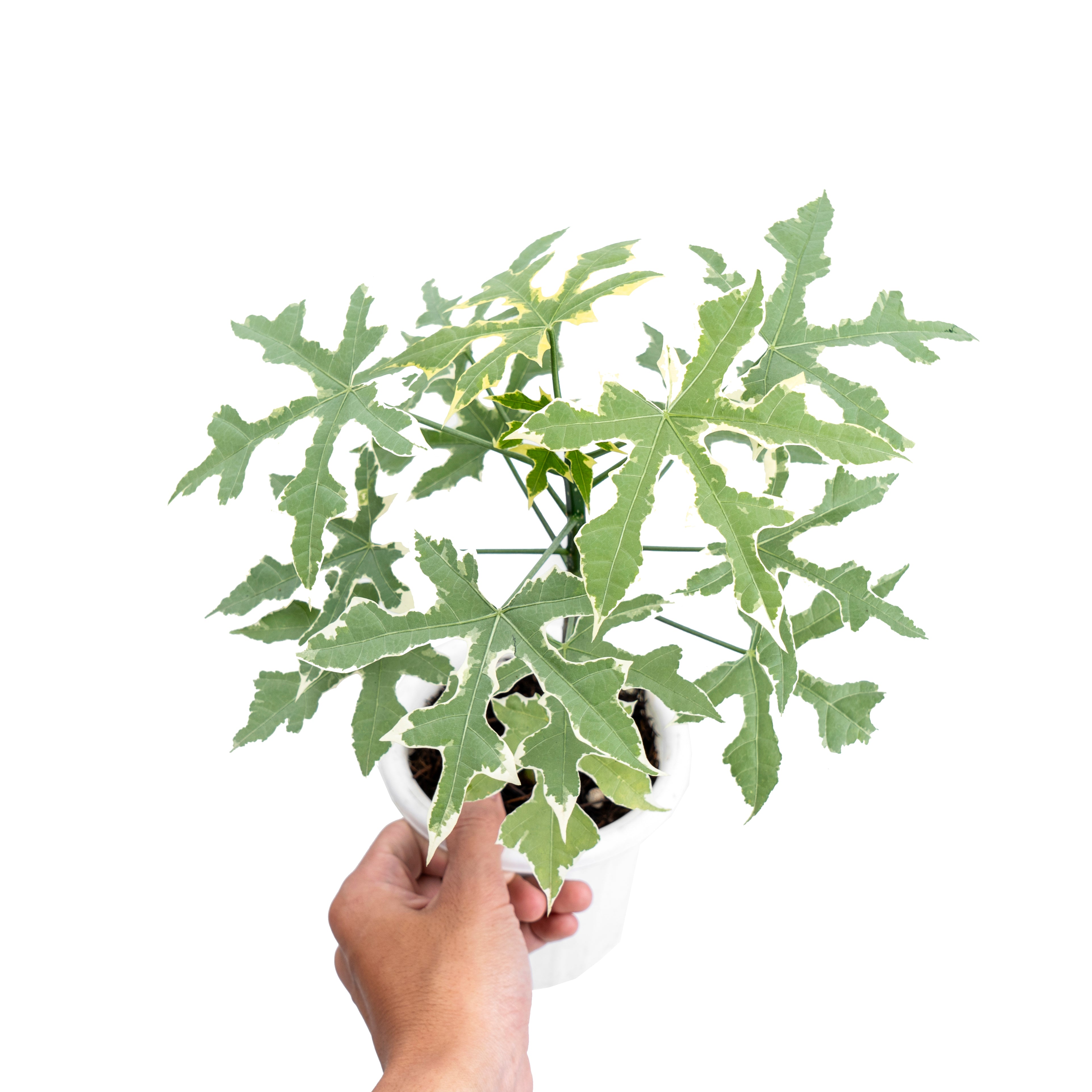 Cnidoscolus Aconitifolius Variegated