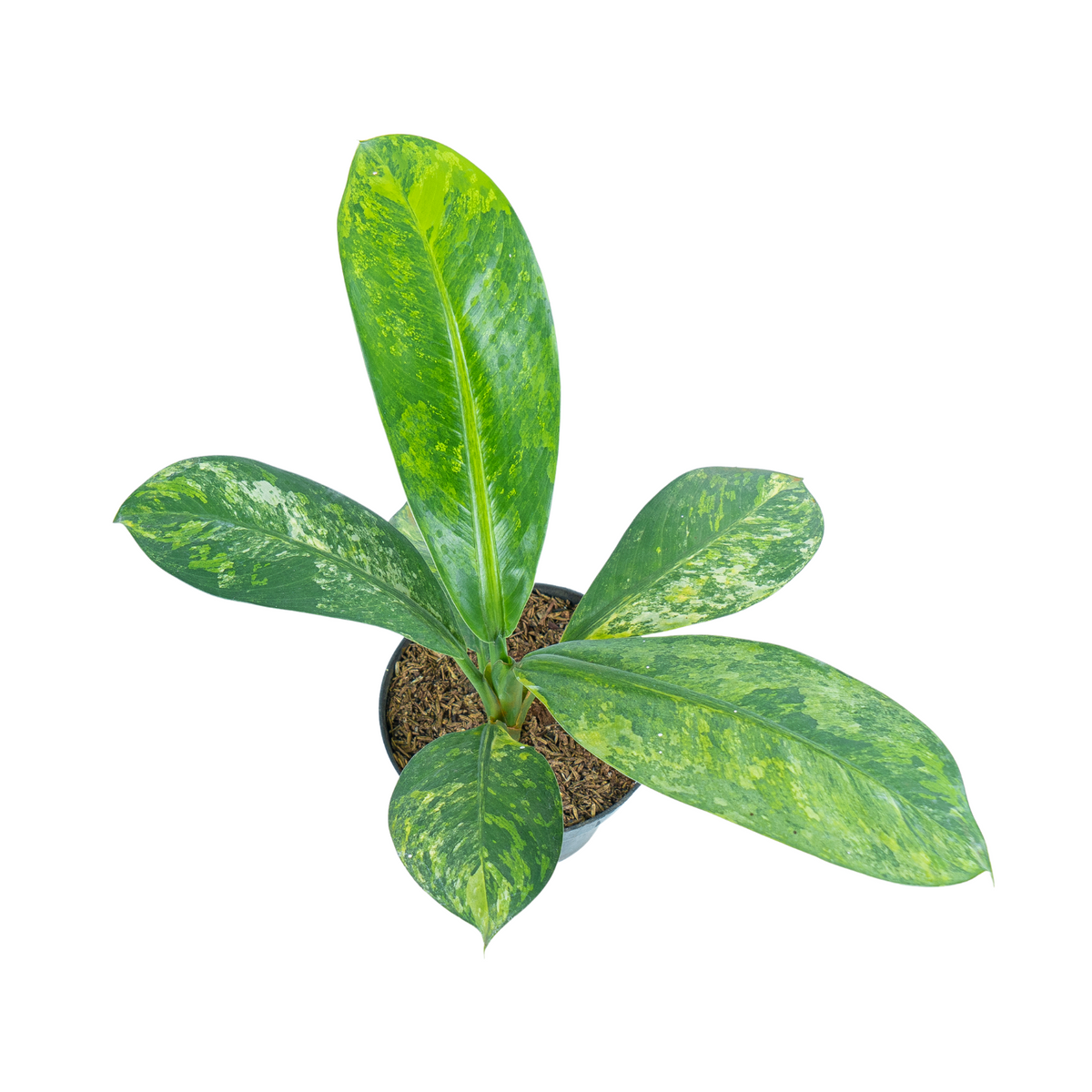 Dieffenbachia Yellow Variegated