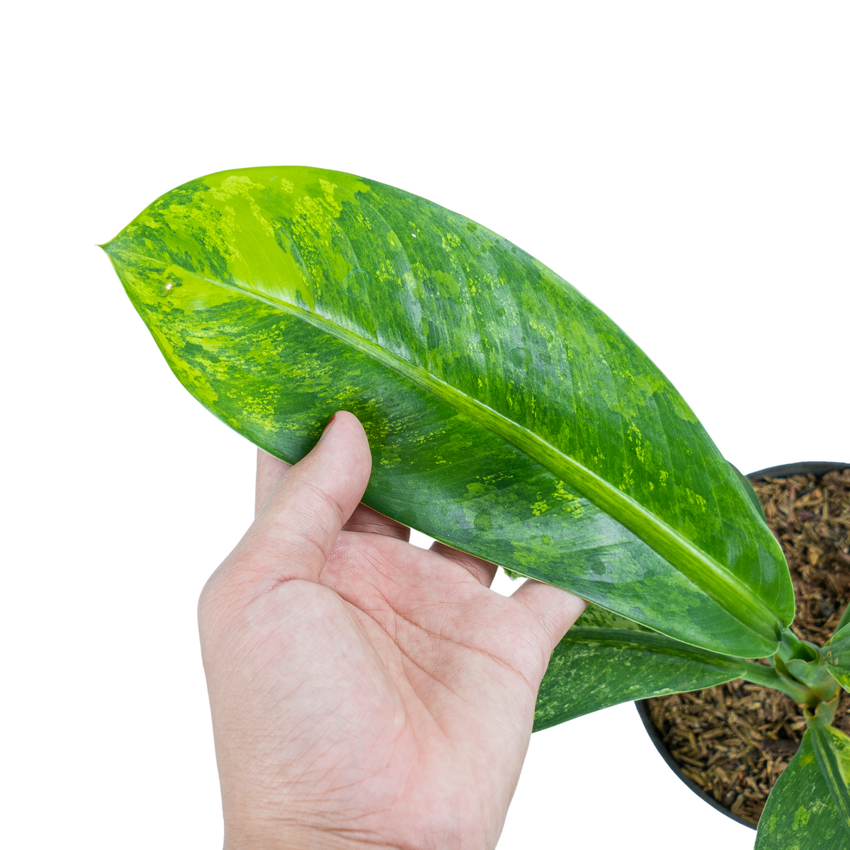 Dieffenbachia Yellow Variegated