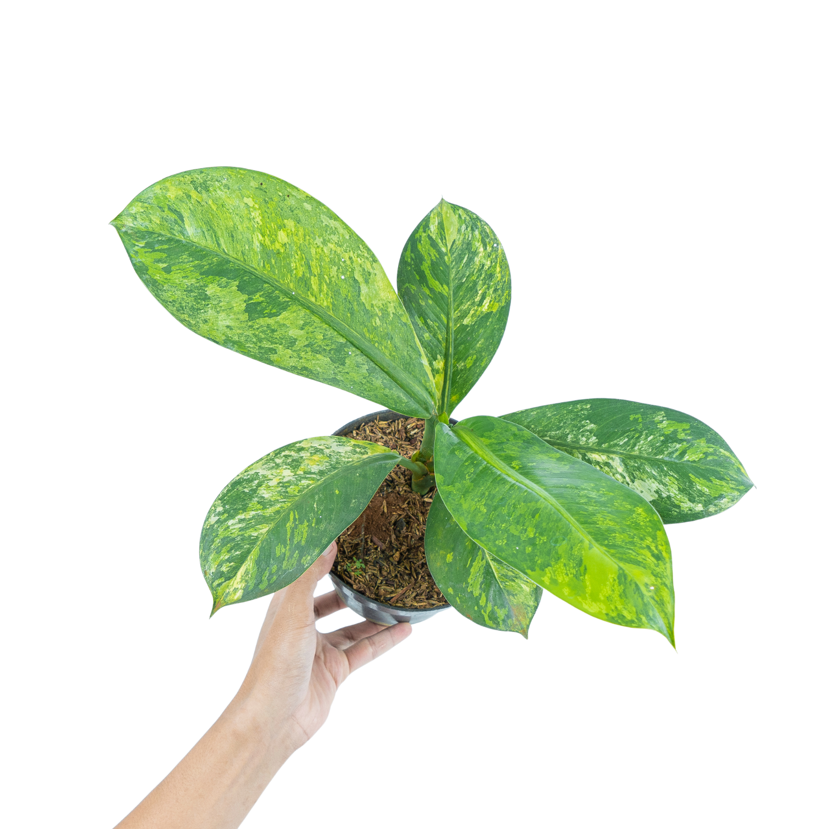 Dieffenbachia Yellow Variegated