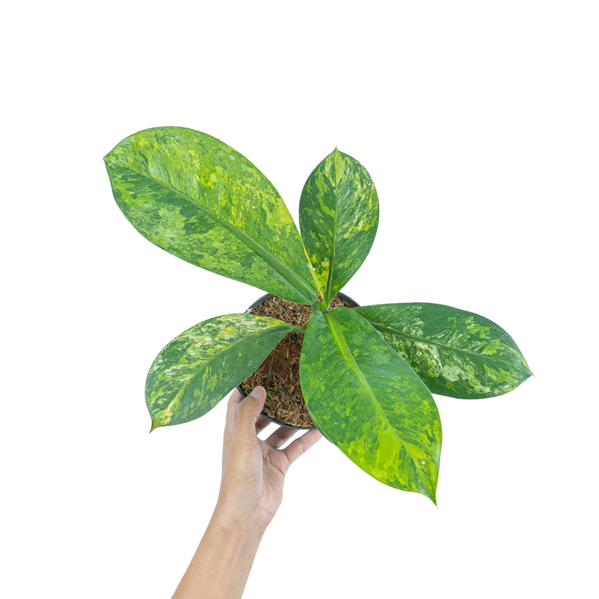 Dieffenbachia Yellow Variegated