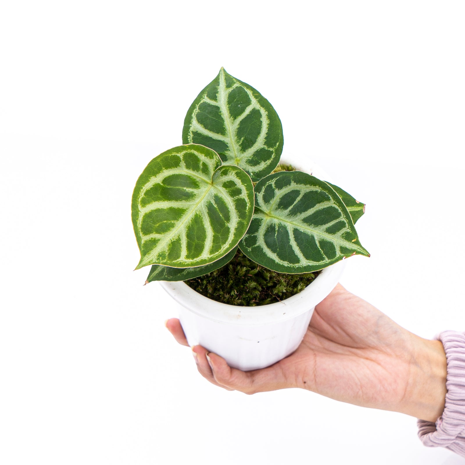 Anthurium Crystallinum Domino – Aroid Market