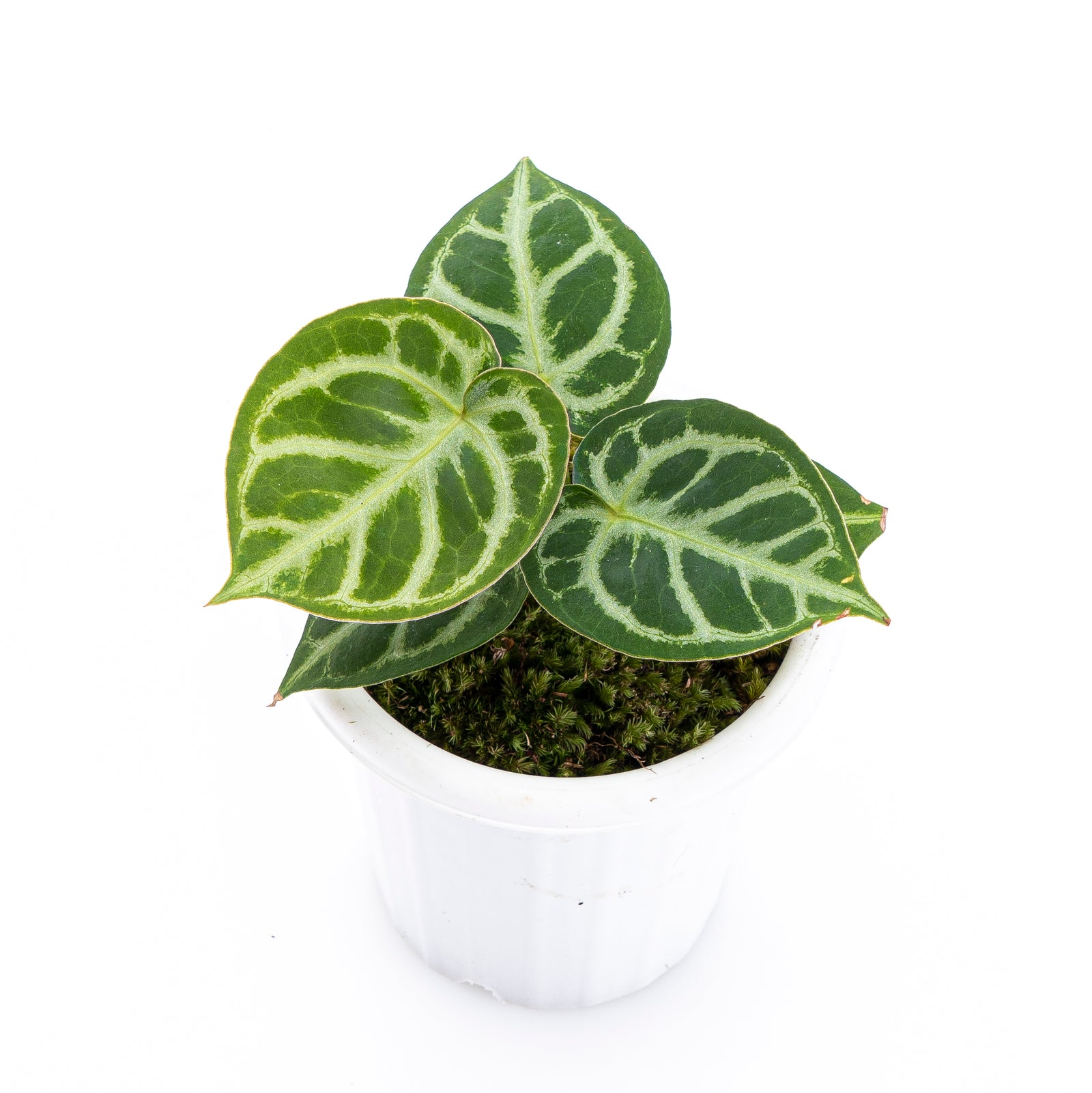 DominoHybrid4_1600x.jpg?v=