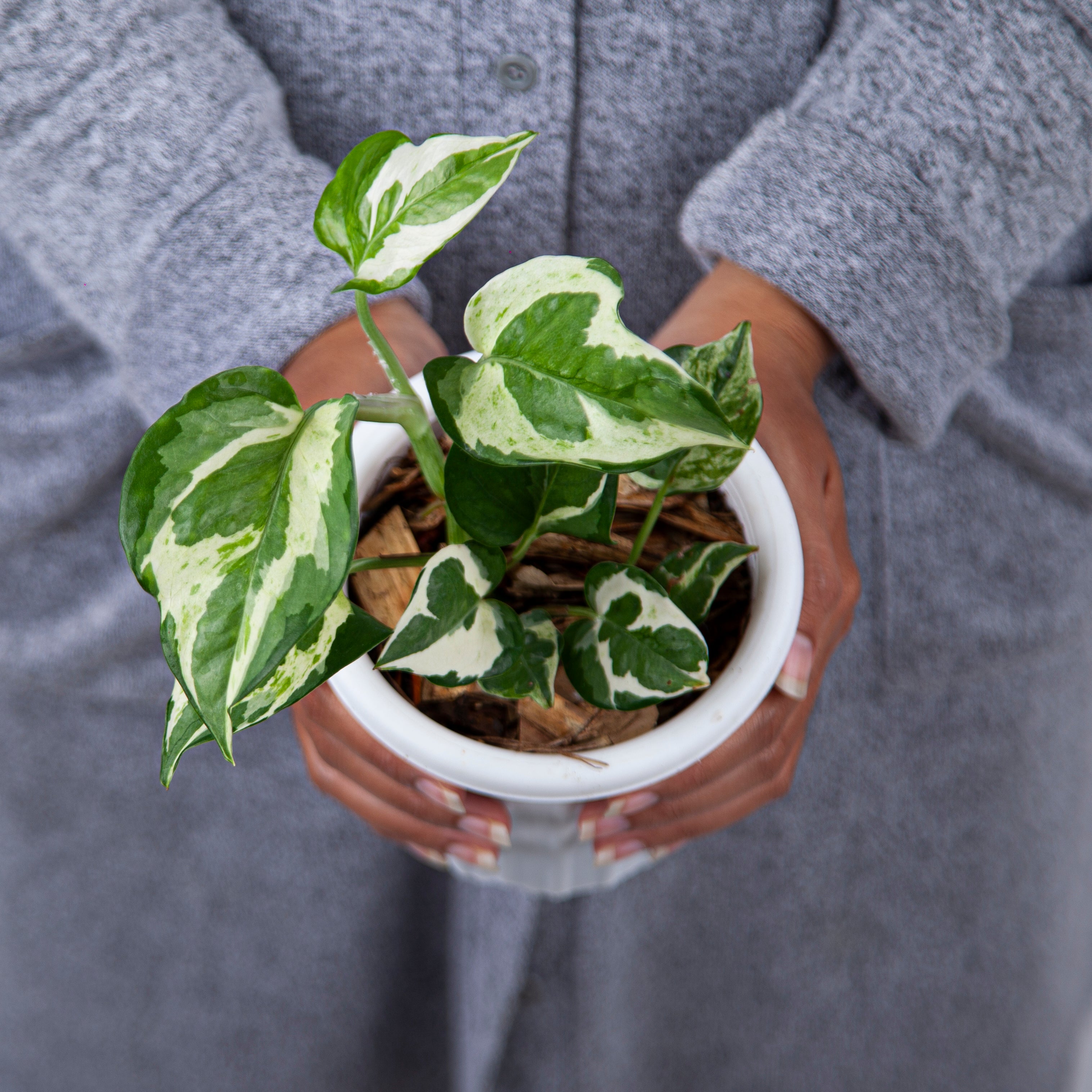 Epipremnum Aureum Snow Queen