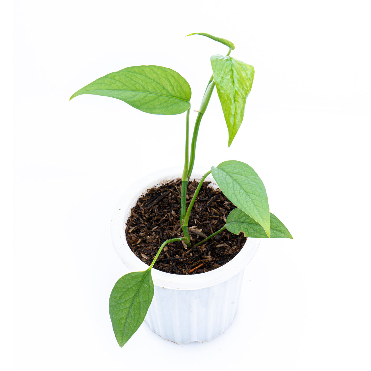 Epipremnum Pinnatum Cebu Blue