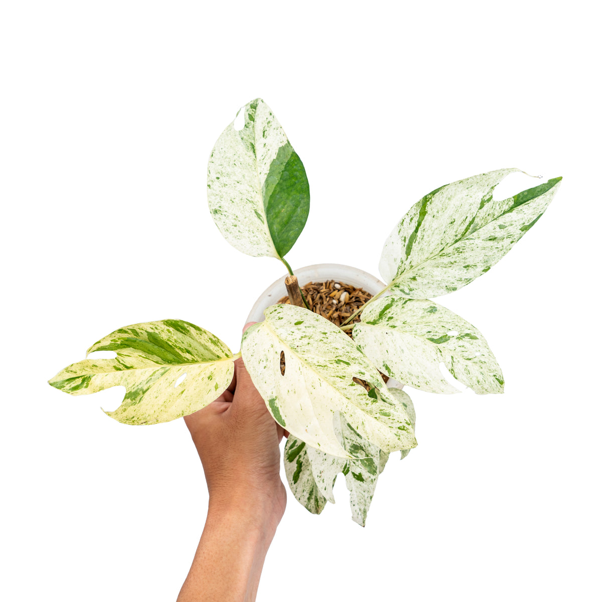 Epipremnum pinnatum marble variegated