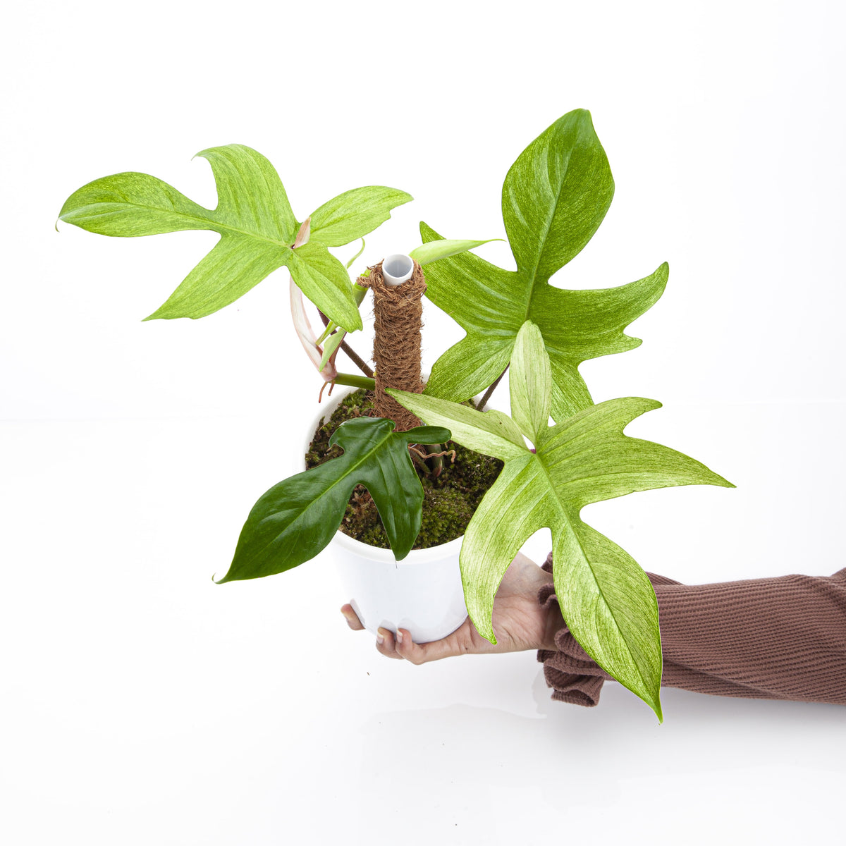philodendron florida ghost australia Philodendron Florida Ghost