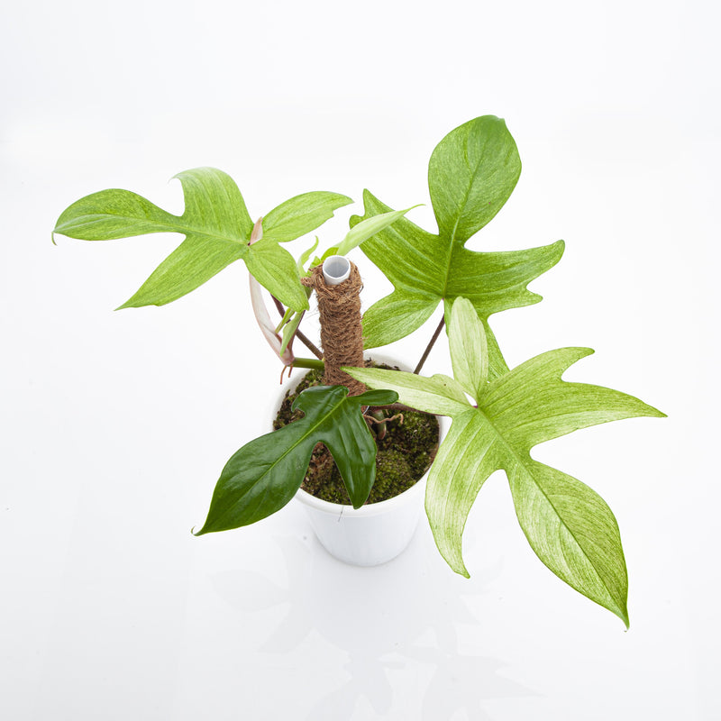 Philodendron Florida Ghost - Medium size
