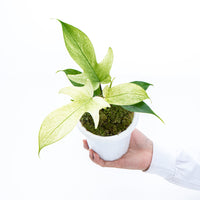 Philodendron Florida Ghost