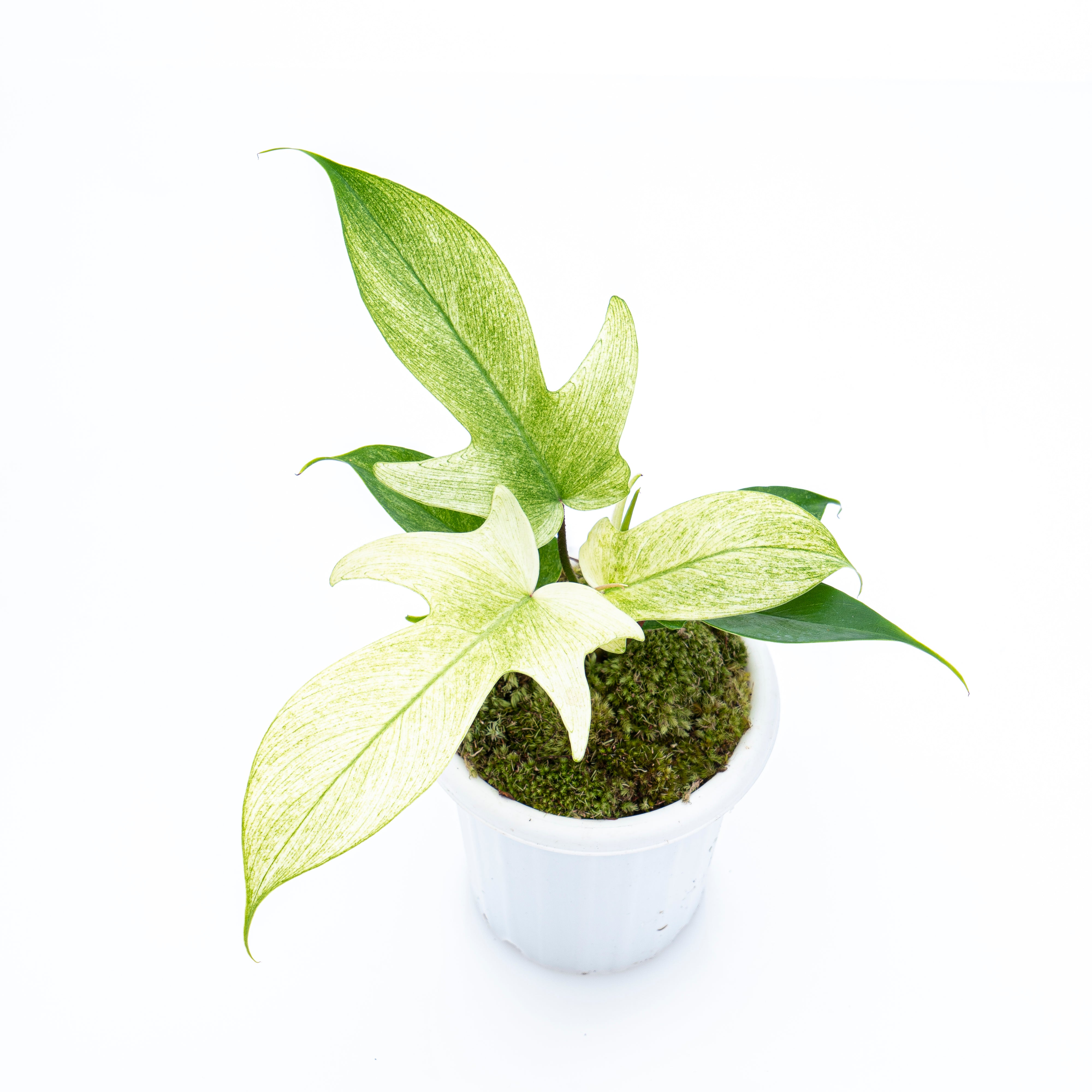 Philodendron Florida Ghost