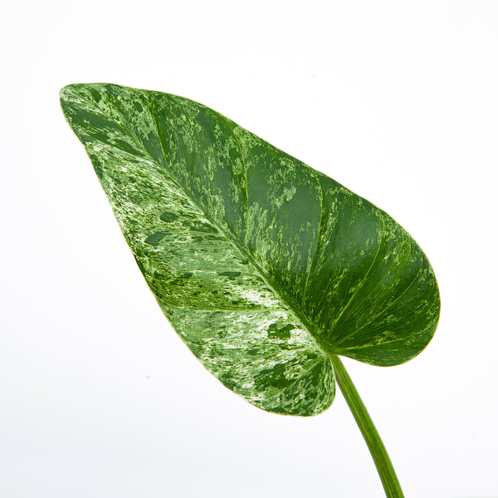 Philodendron Giganteum Variegated – Exotropical
