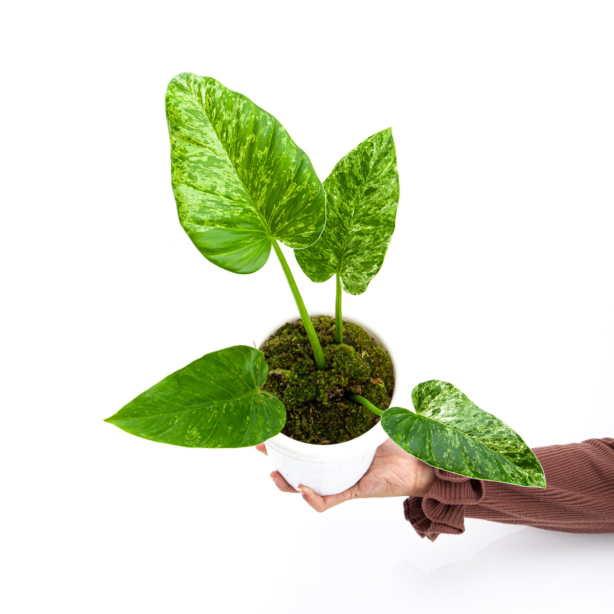philodendron giganteum price Philodendron Giganteum Blizzard Variegated - Actual Plant - 6" Pot