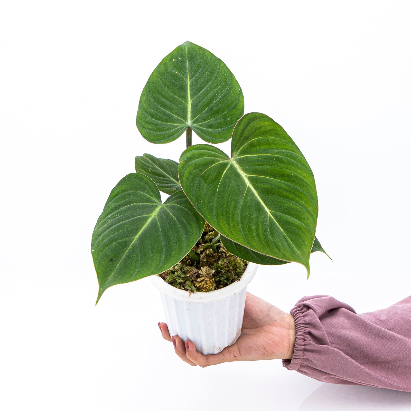 その他観葉植物 Philodendron gloriosum 'Radiante' Gloriosum10_1600x.jpg?v=1630226646