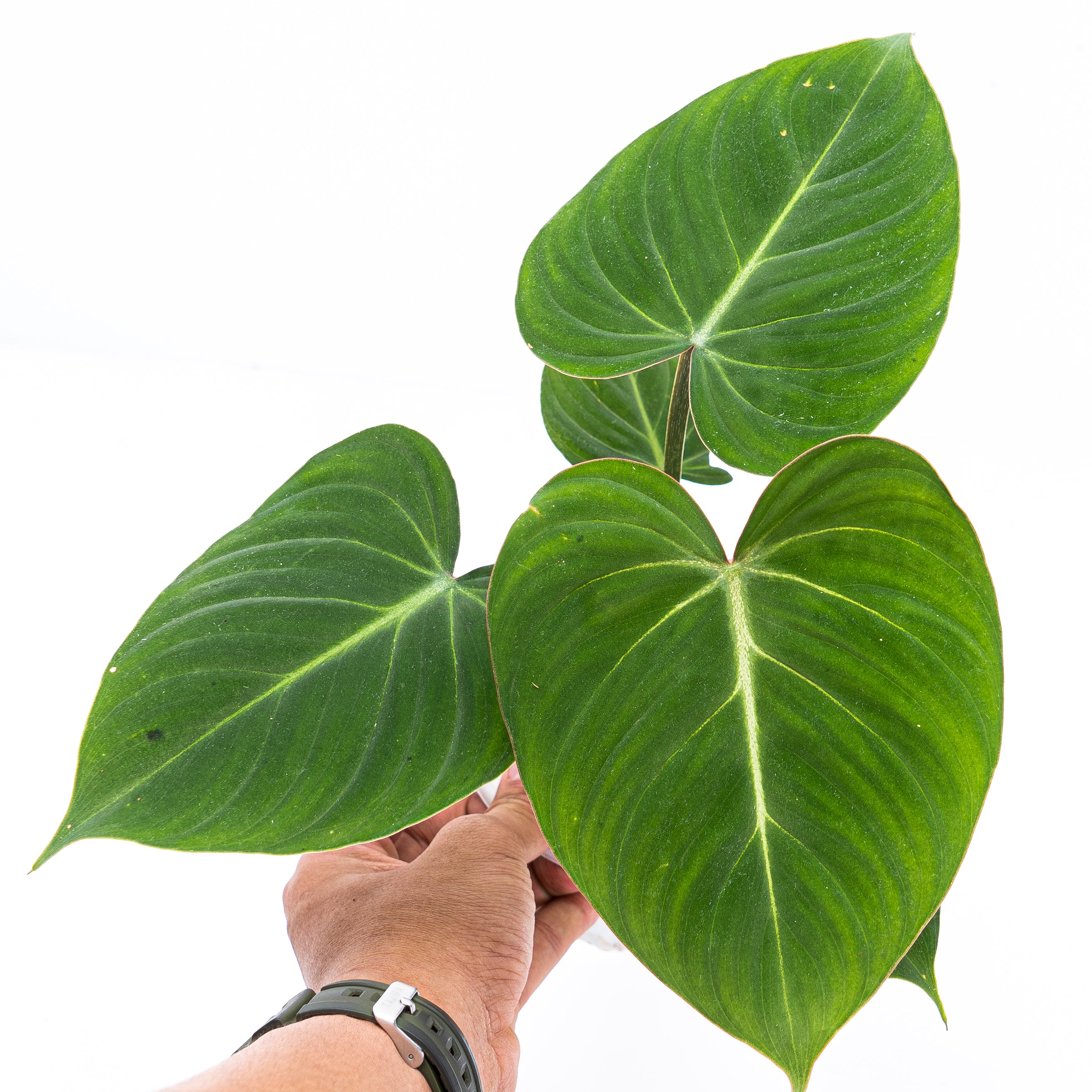 Philodendron Gloriosum
