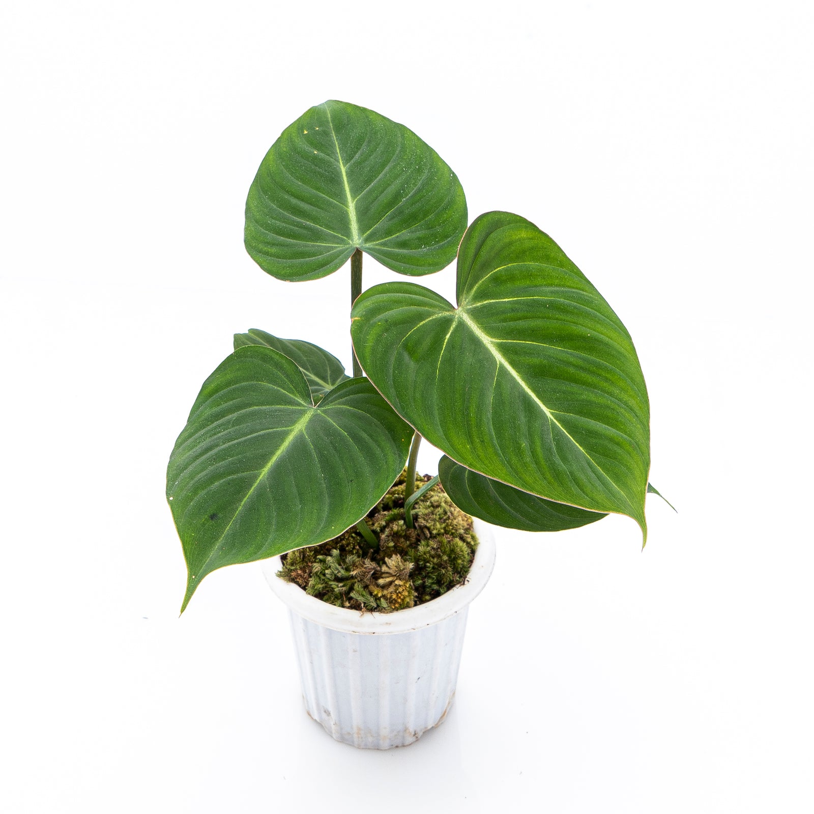 Philodendron Gloriosum – Aroid Market