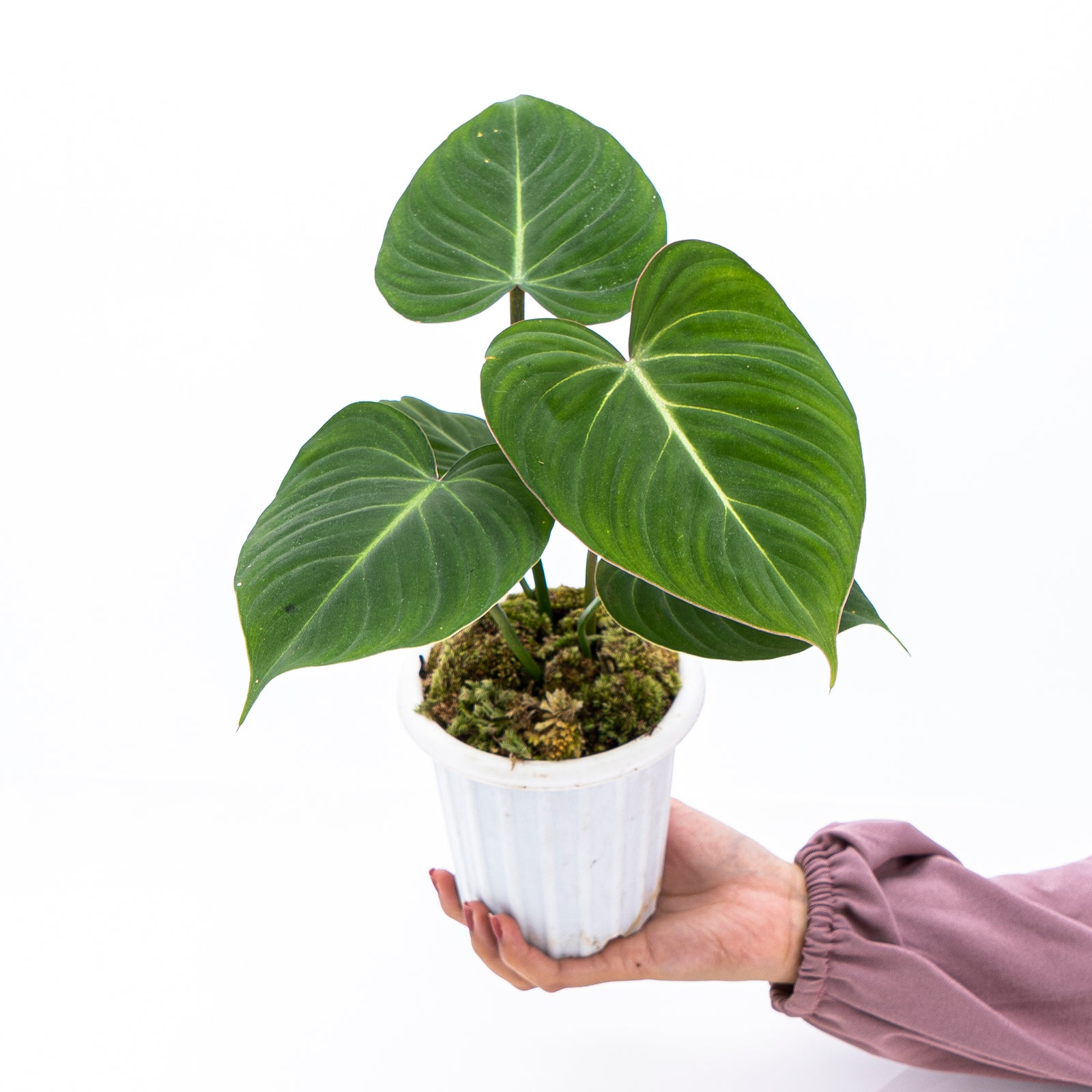 Philodendron offers gloriosum, *RARE* Velvet Collector's Plant