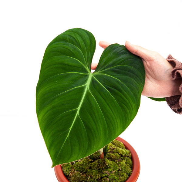 Philodendron Gloriosum - Mature size